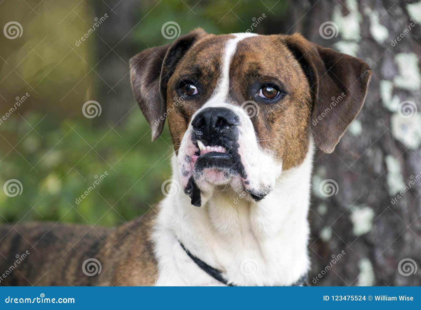 brindle boxer bulldog mix