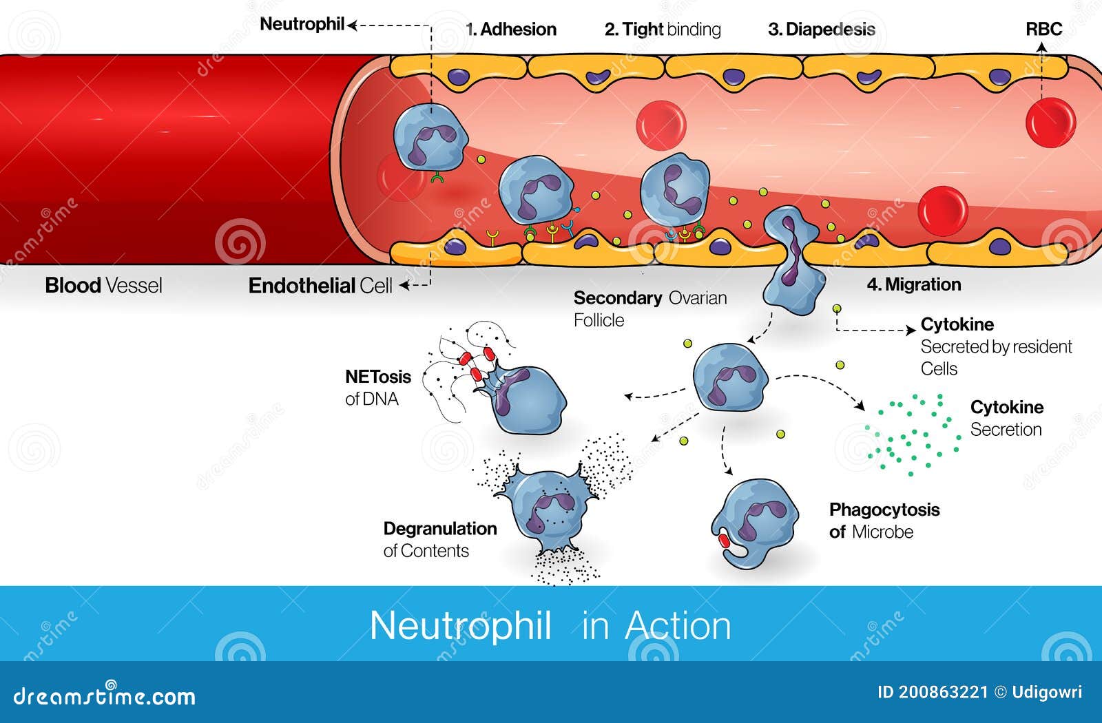 neutrophil circulation in blood vessel during infection process and diapedesis and infiltration into the tissue to kill microbe