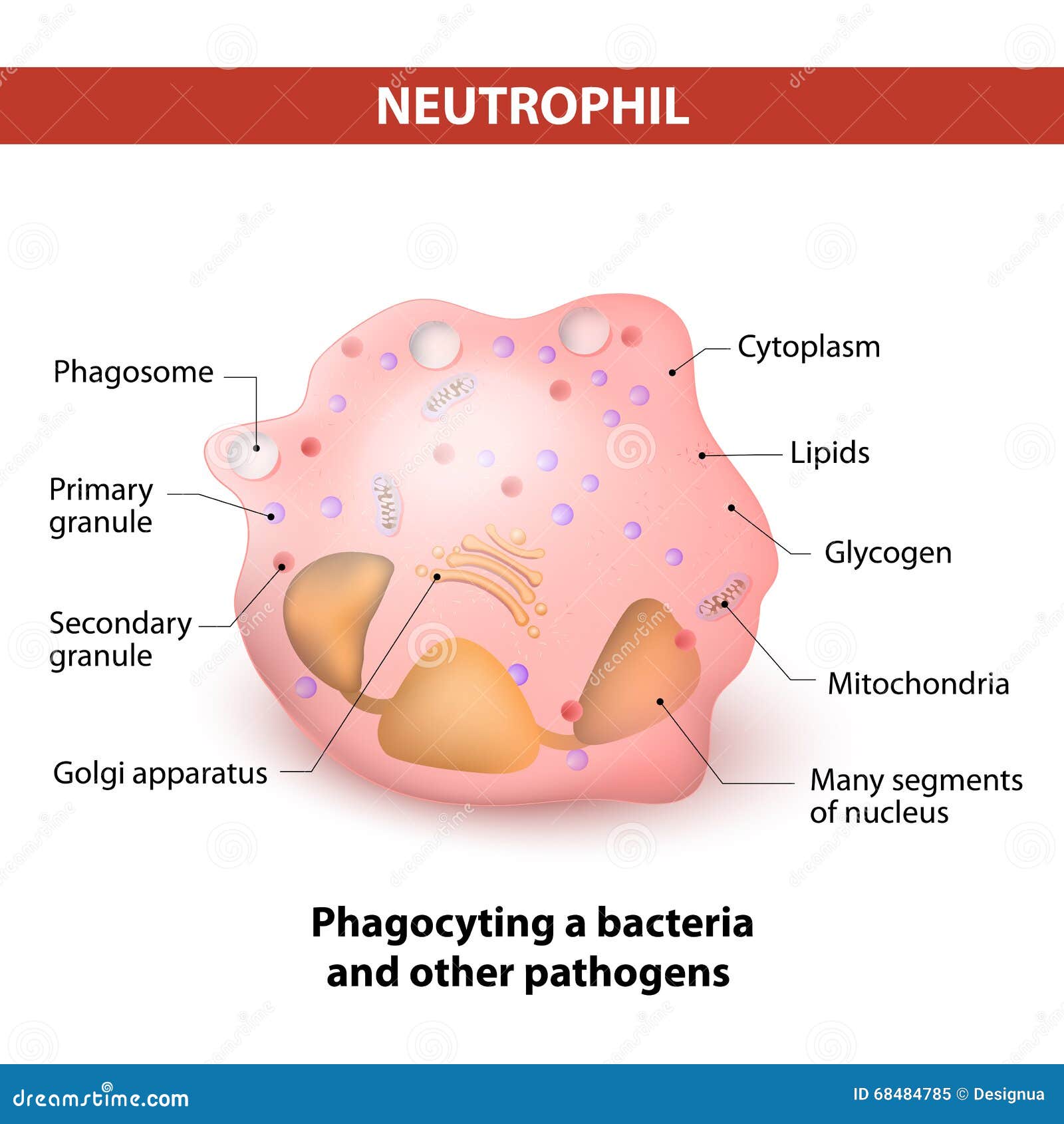 white blood cell parts