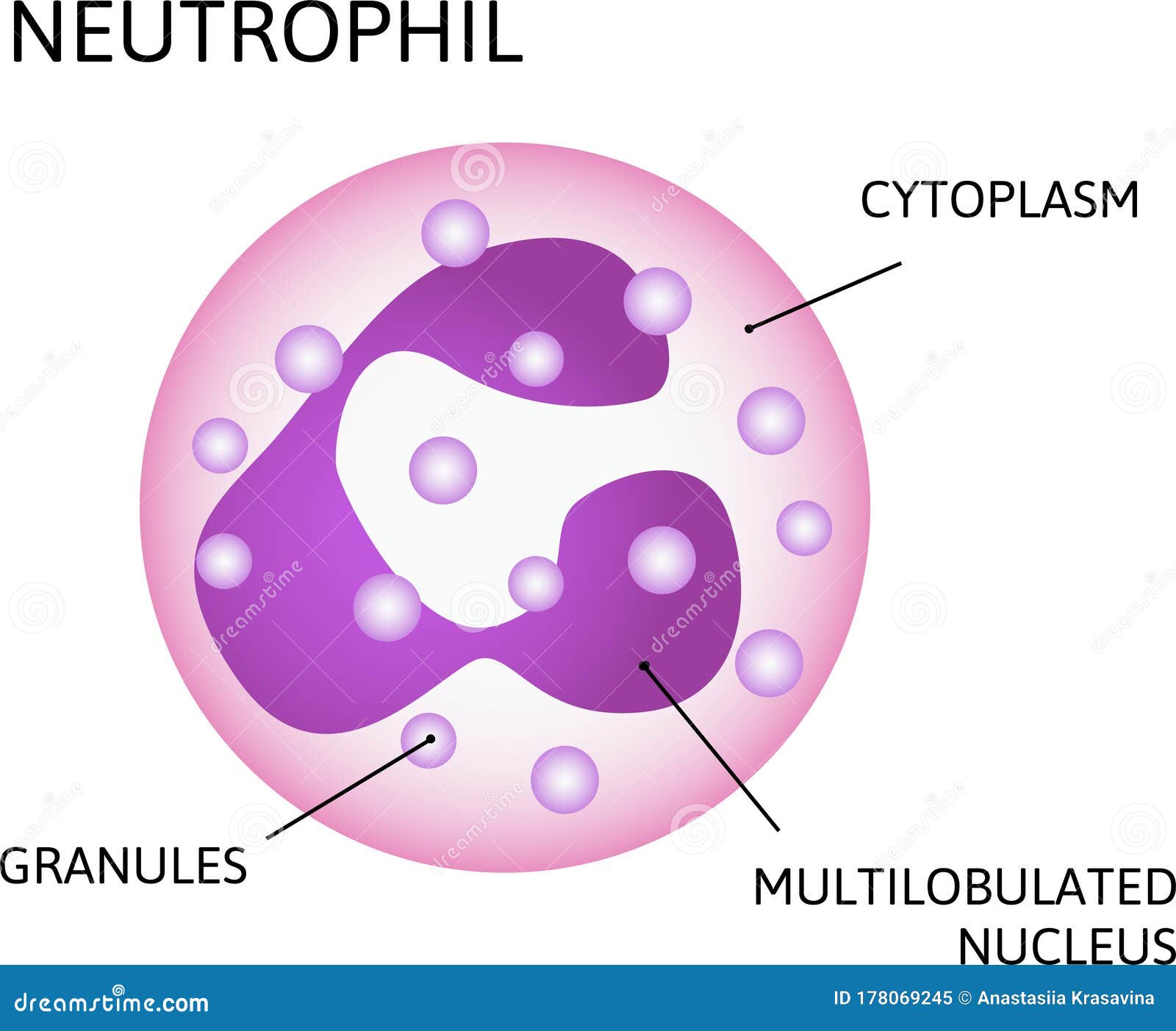 neutrophil, variety of white blood cells. consist of multilobulated nucleus, cytoplasm, granules