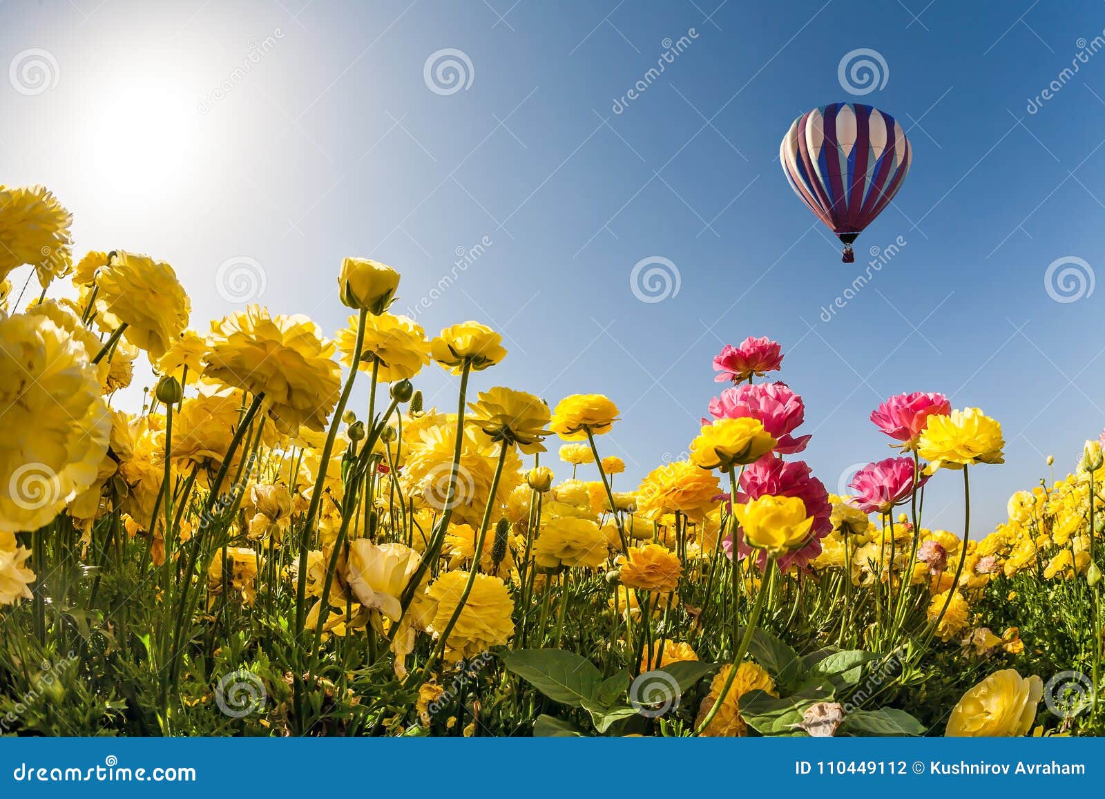 Neverland Sun, Flowers and Balloon Stock Photo - Image of tourism ...