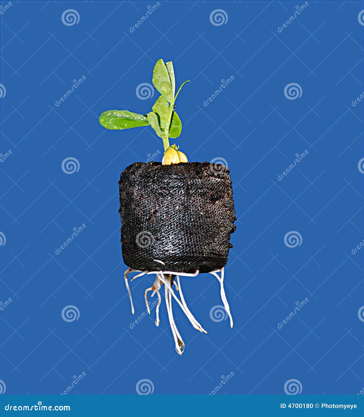 New bean plant seedling stock photo. Image of growing 4700180