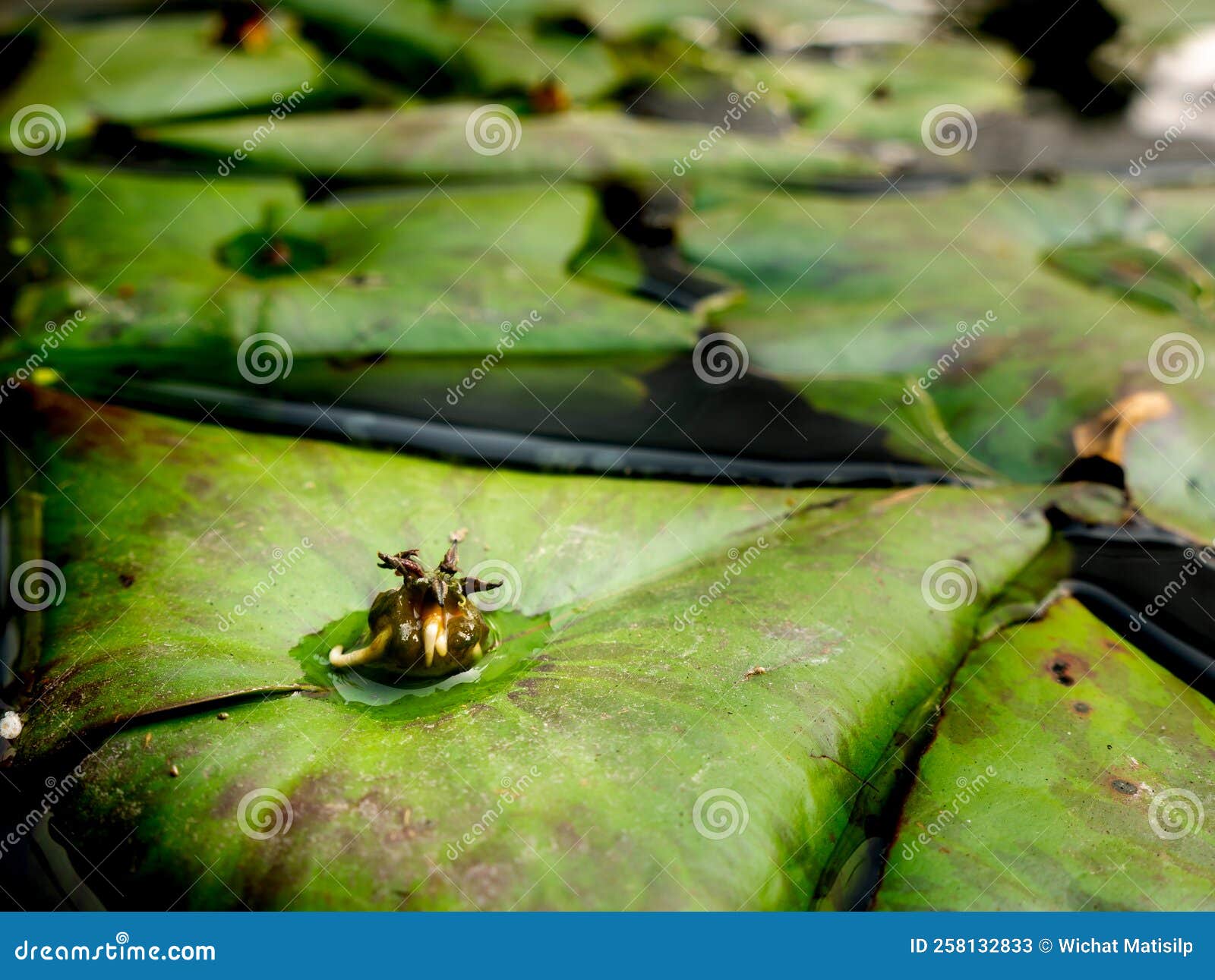 New Beginning, New Leaves, Signs Of New Life In Spring, Bud, Buds, Precursor To New Vegetation