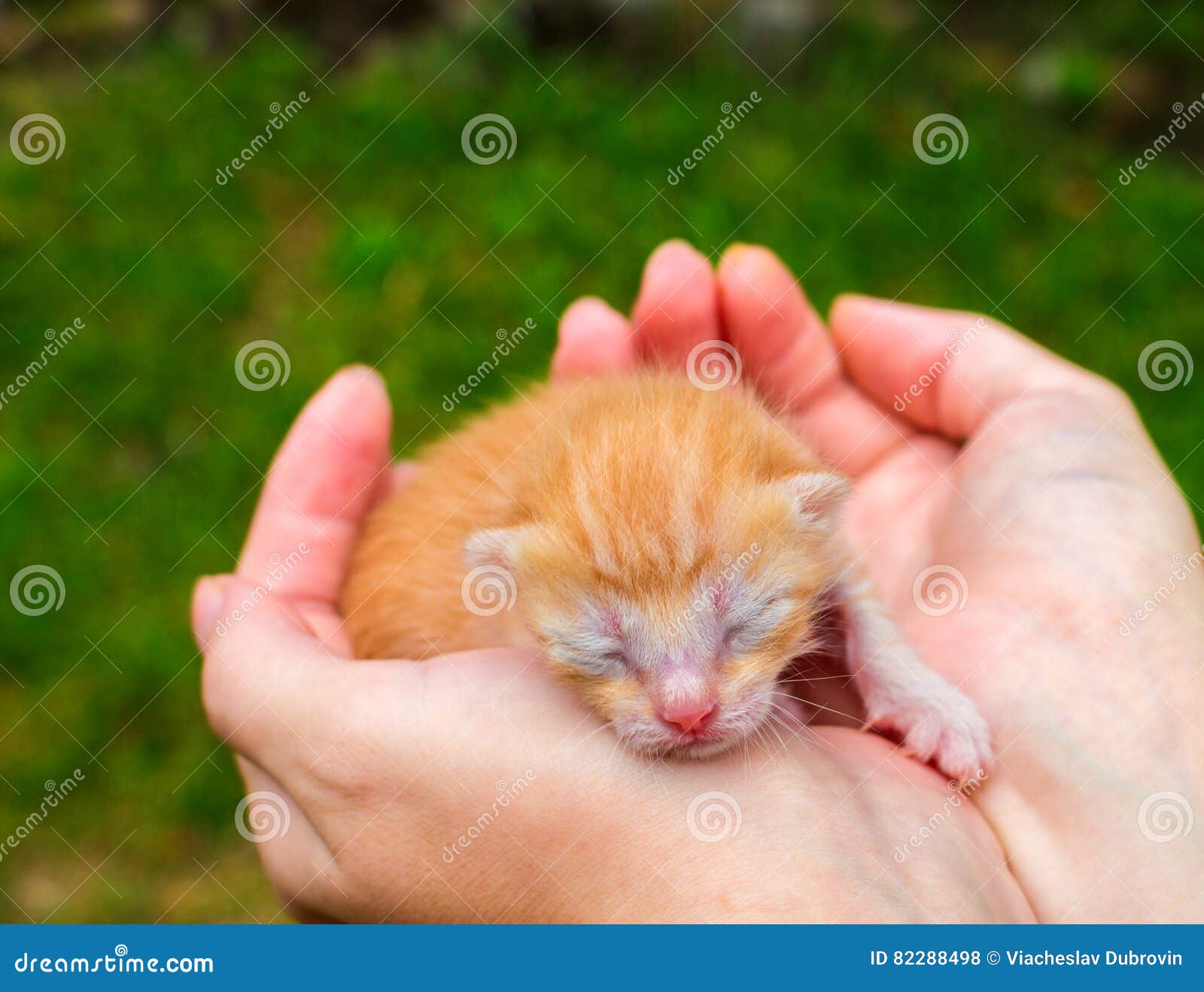 New Born Baby Cat. Red Kitty Caring Hands Stock Photo - Image of domestic, funny: 82288498