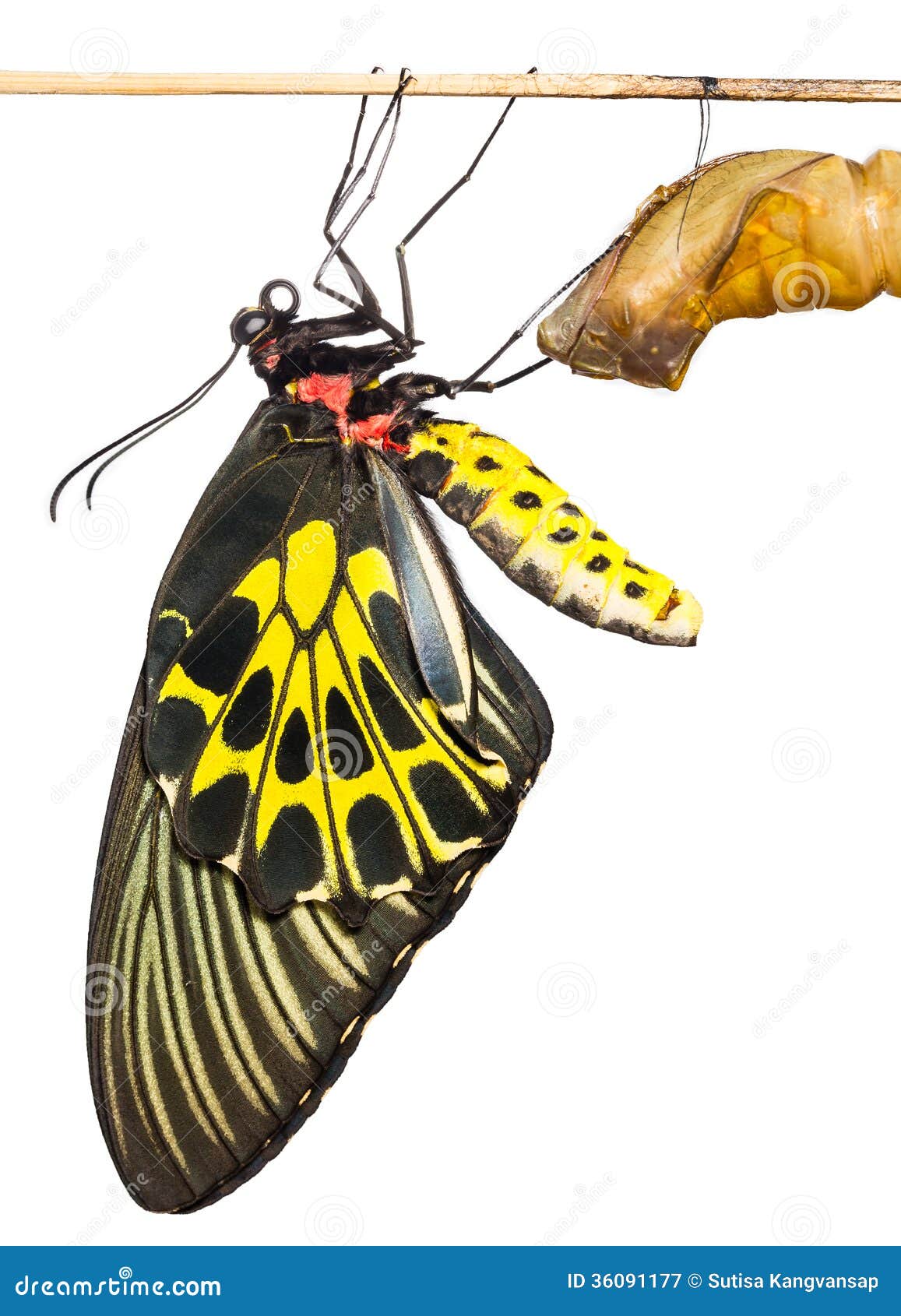 new born common birdwing butterfly emerge from cocoon