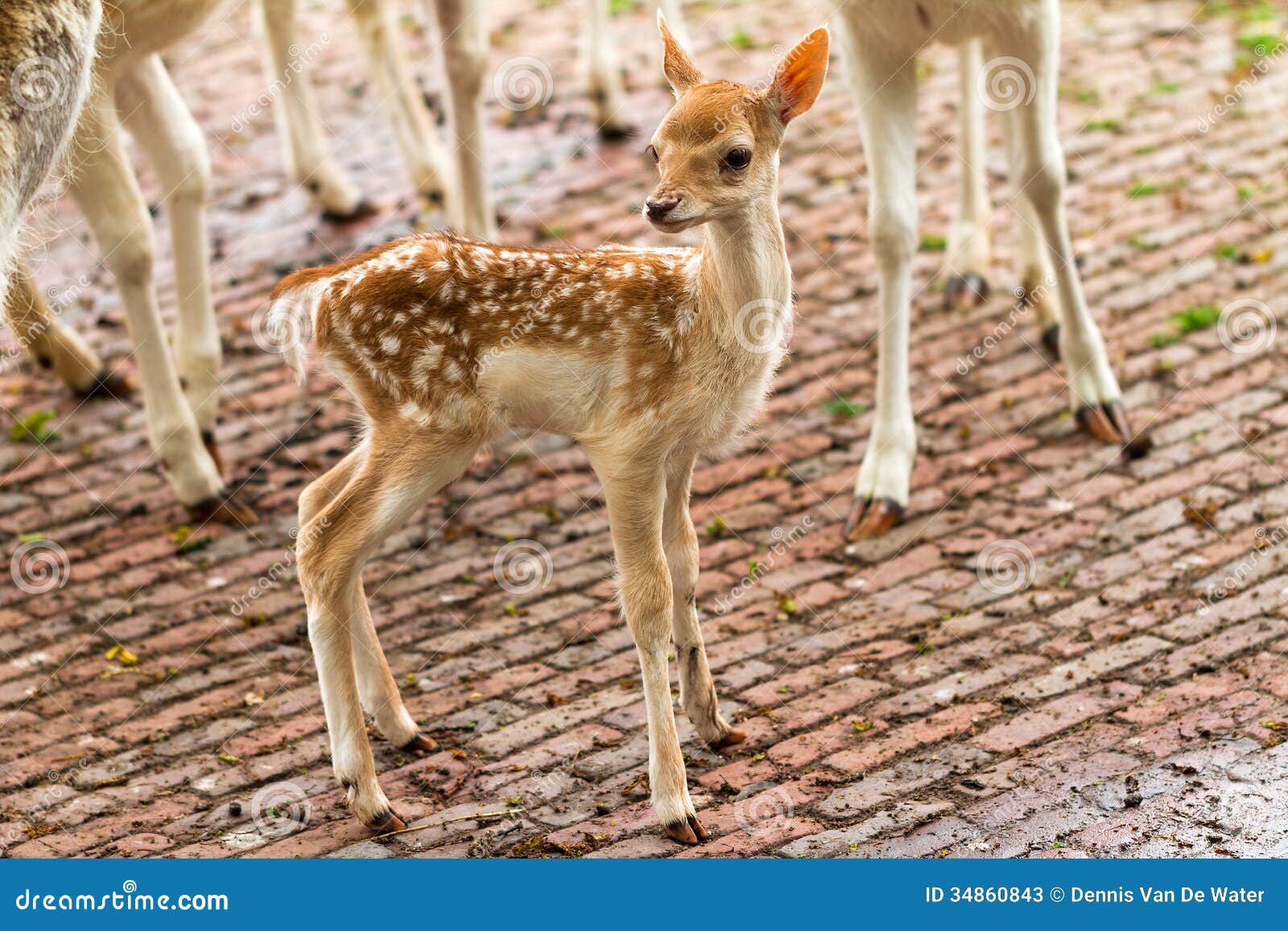New Born Deer Stock Photos Image 34860843