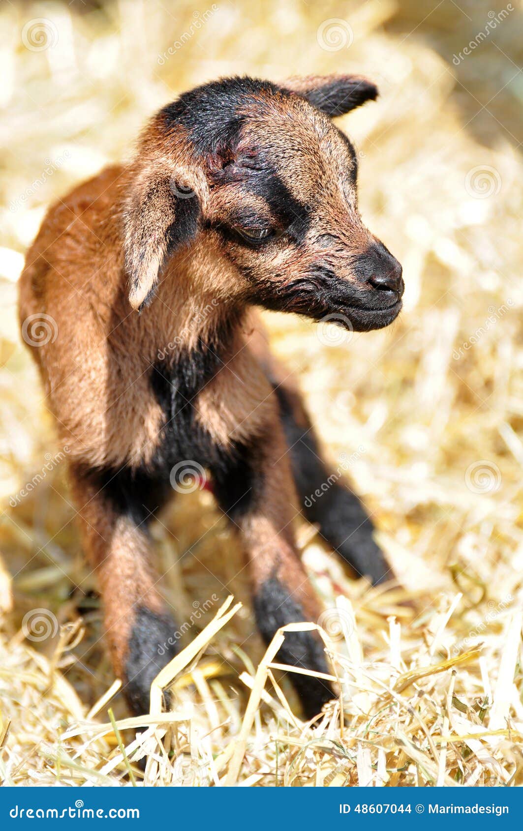 New born goat stock photo. Image of pelt, goat, fauna - 48607044