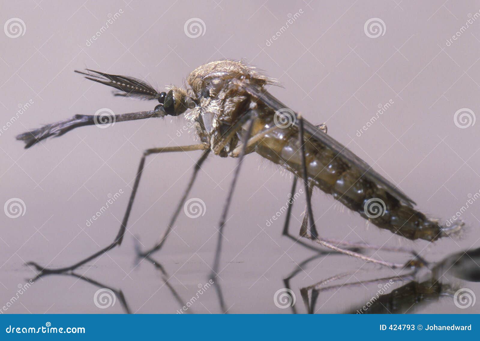 new born male mosquito