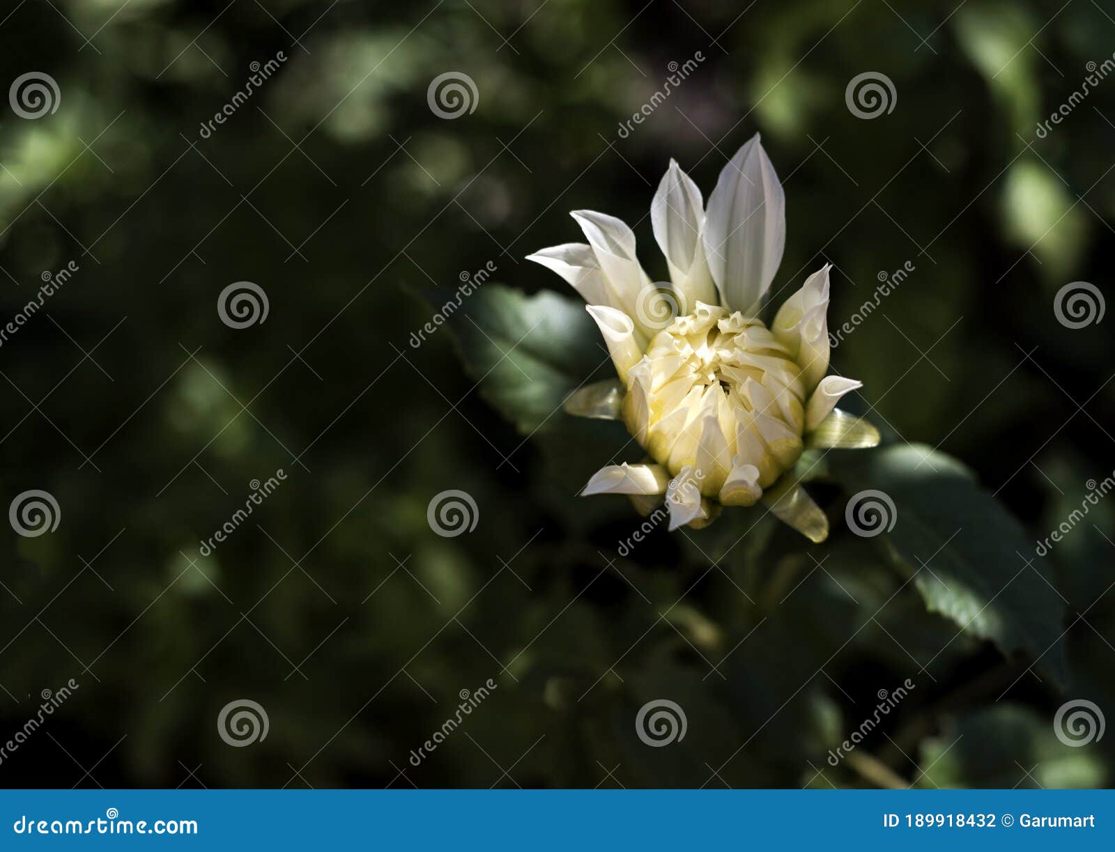 new bud of dahlia at garden