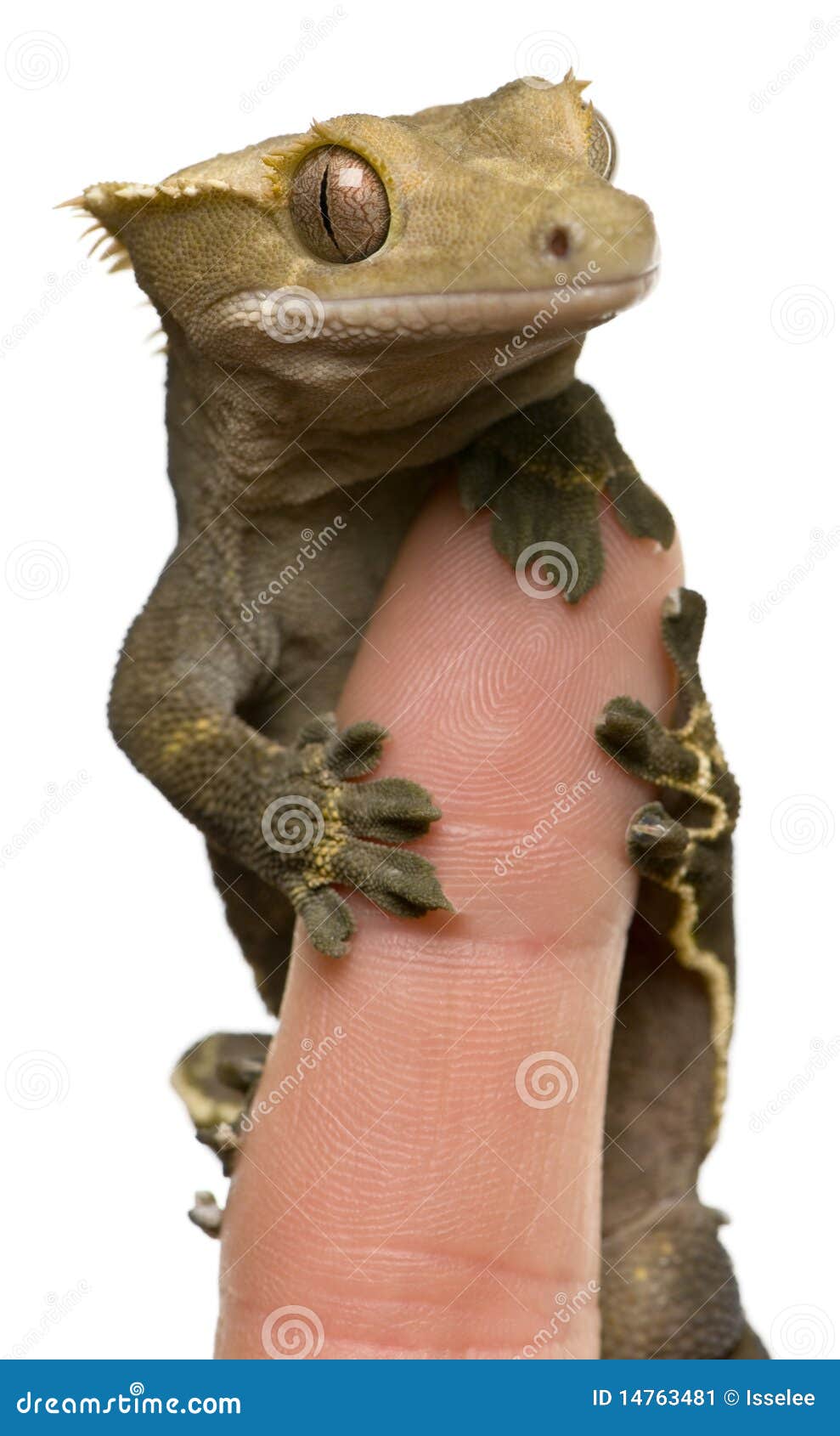 new caledonian crested gecko on fingertip