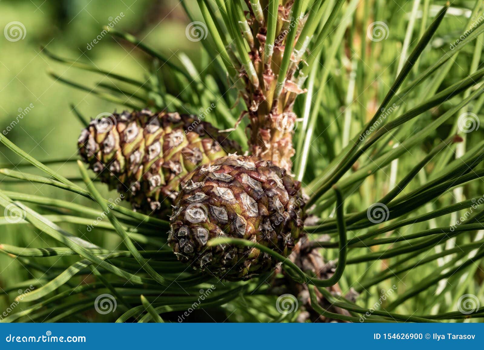 New Cones on Evergreen Tree. Pine Cones. Closeup of Pine Cones on a Branch Stock Photo Image