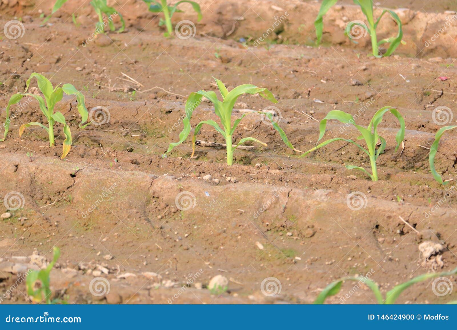 New Corn after Germination stock photo. Image of breaking 146424900