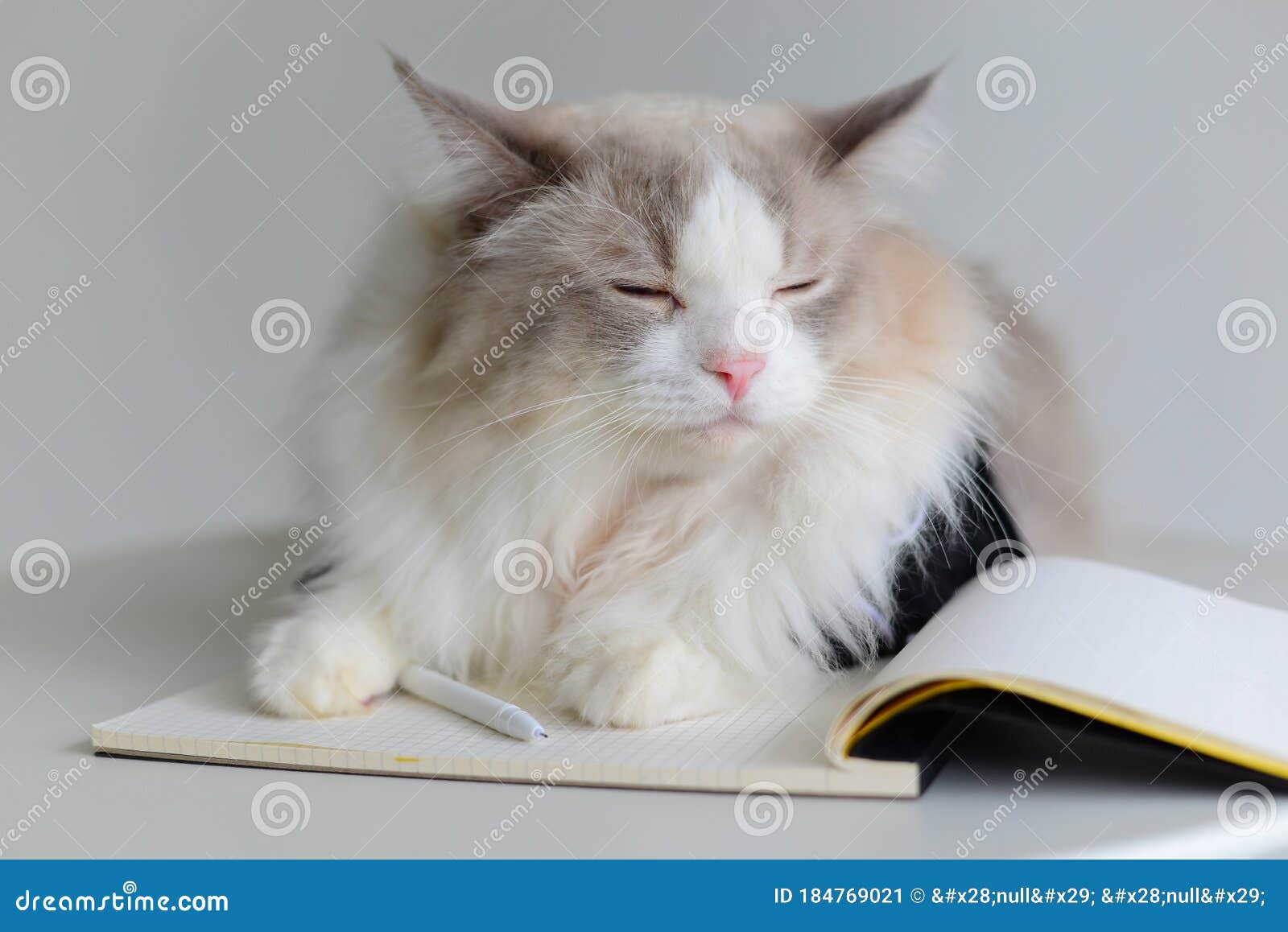 New Creative Cat Photography. Ragdoll Cat Leaning, Face Is Sleepy And