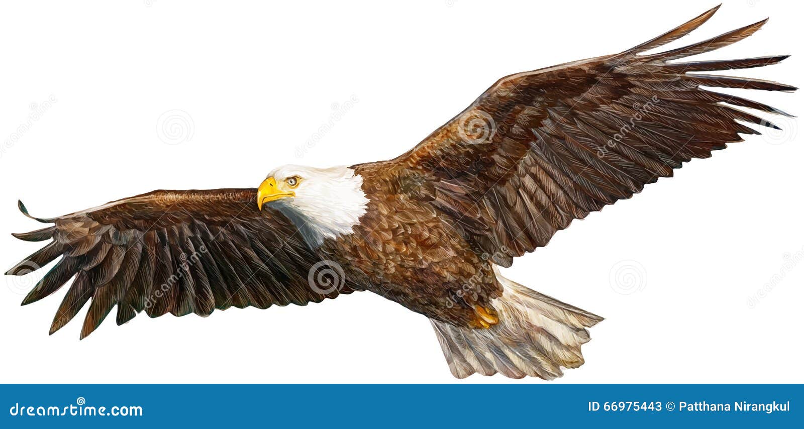 Bald eagle flying draw and paint on white Vector Image