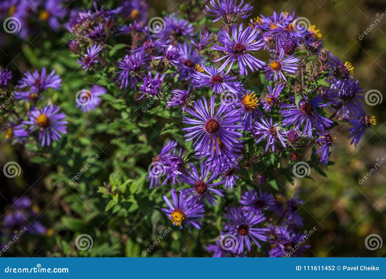 New England Aster Stock Photo Image Of Flower Flowers 111611452