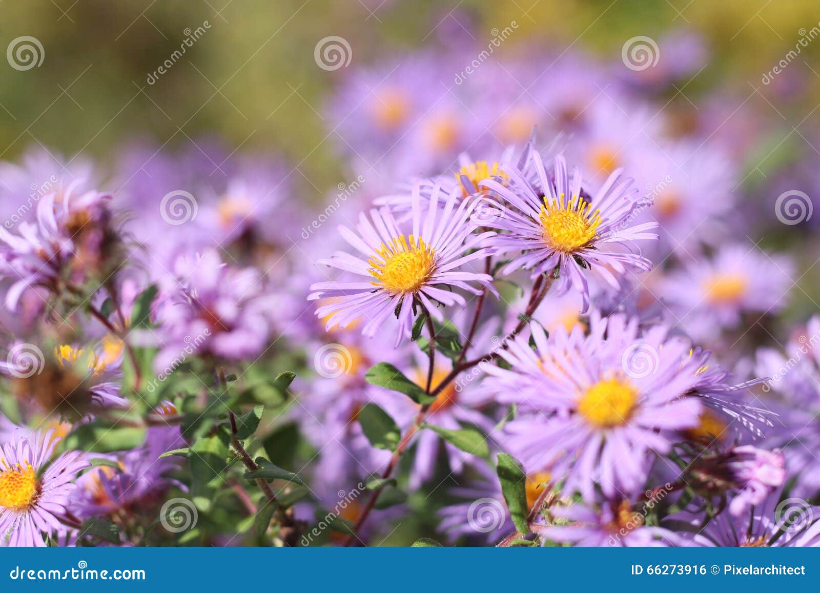 new england aster