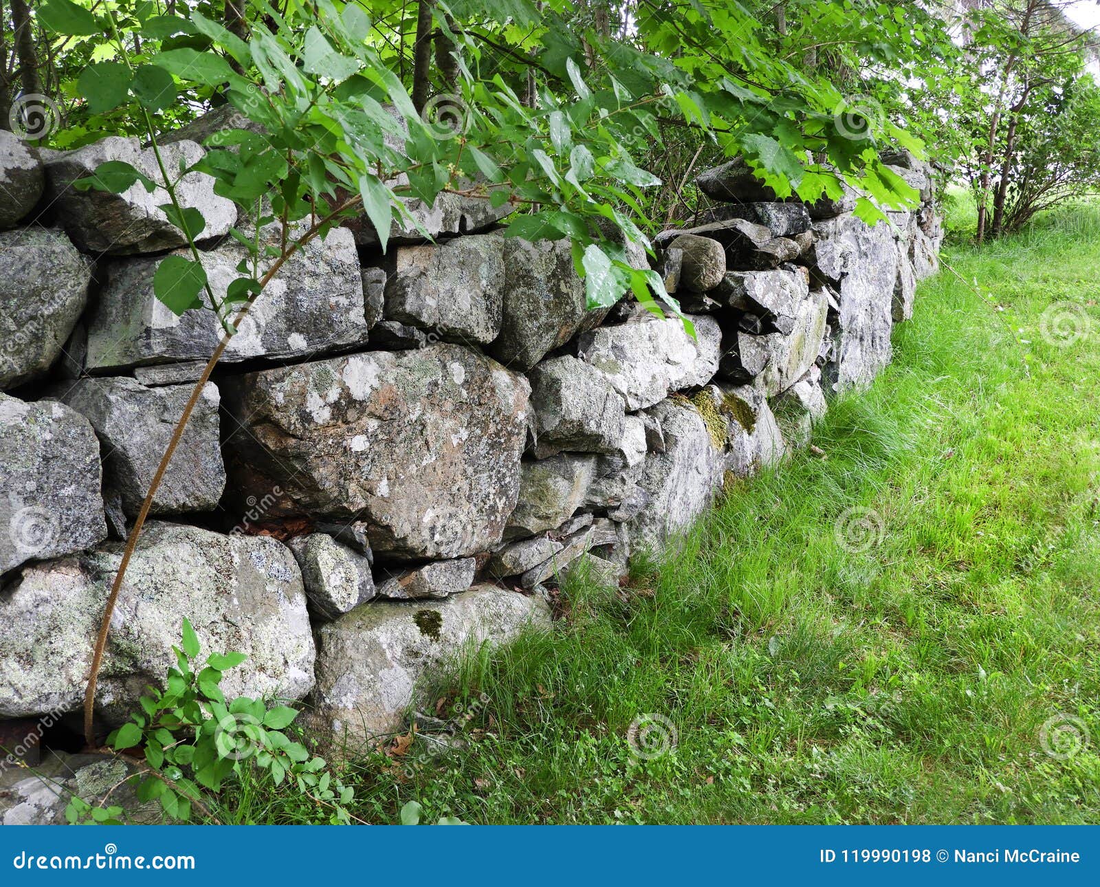 new england stone fence in massachusetts