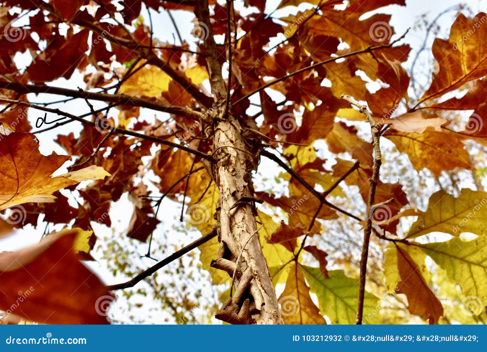 New England Trees stock photo. Image of foliage, england 103212932