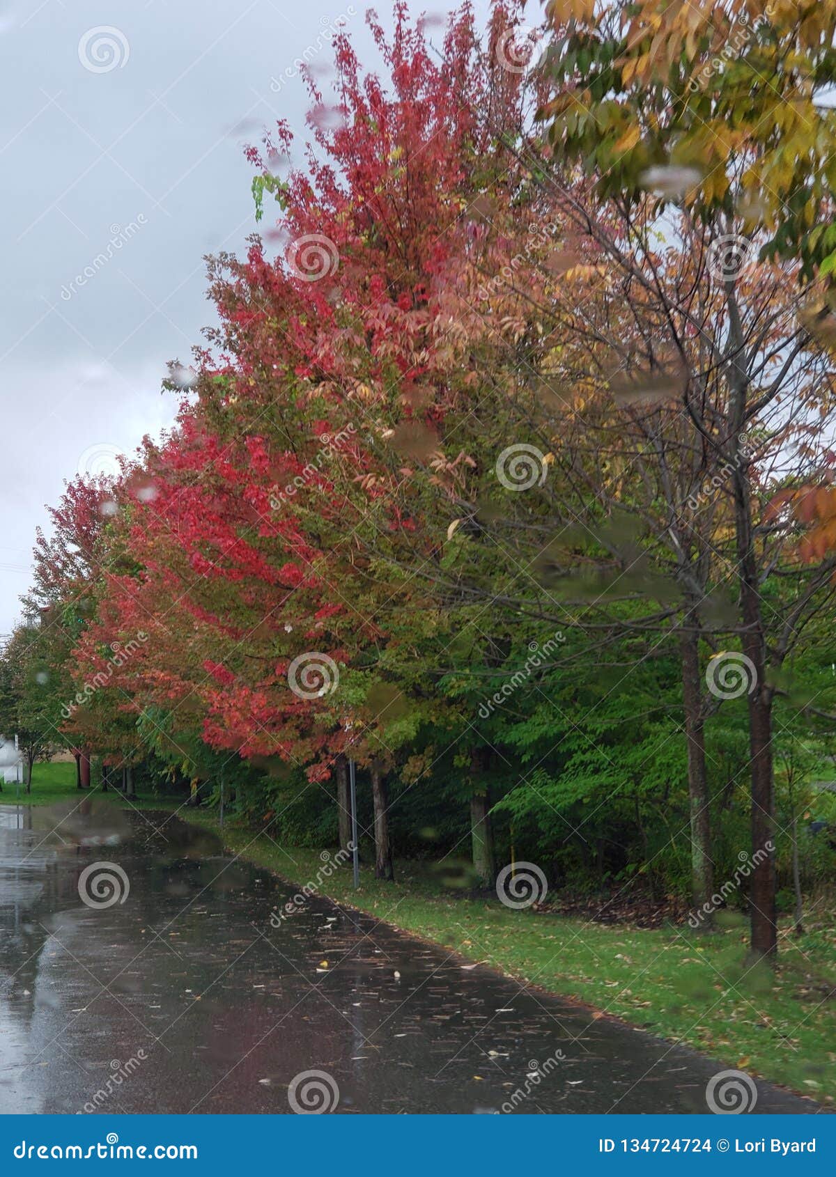 New Fall colors stock photo. Image of beginning, fall 134724724