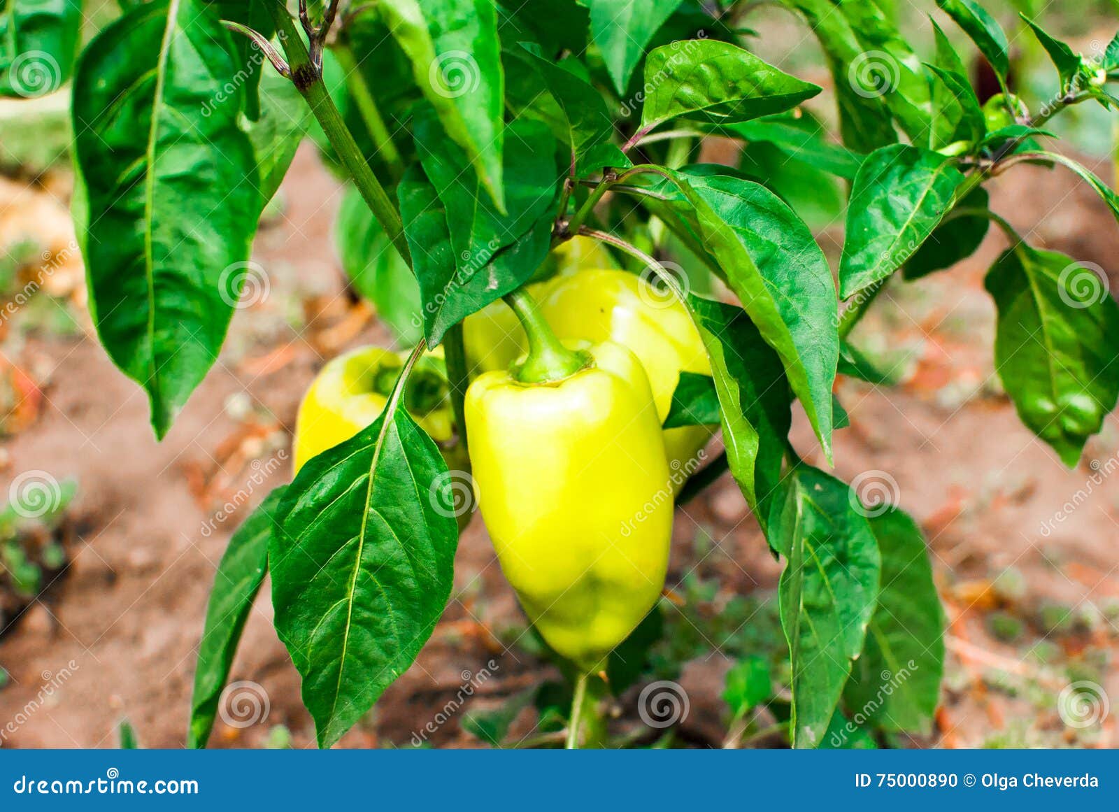 New Fresh pepper crop stock photo. Image of botanical 75000890