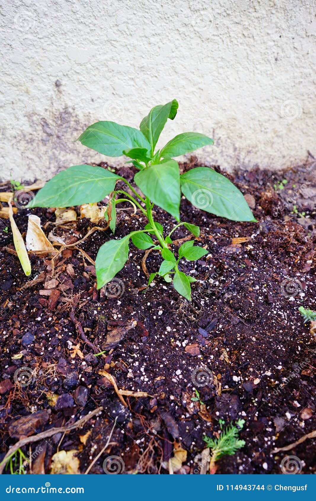 Green pepper plant stock photo. Image of grow, grown 114943744