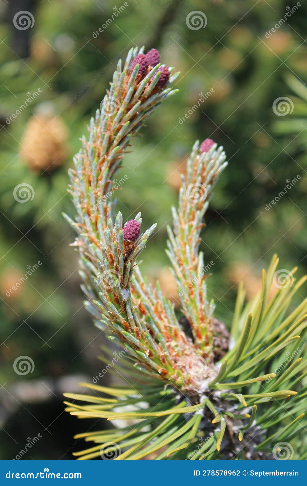 New Growth on Pine Tree Branches Stock Photo Image of spruce