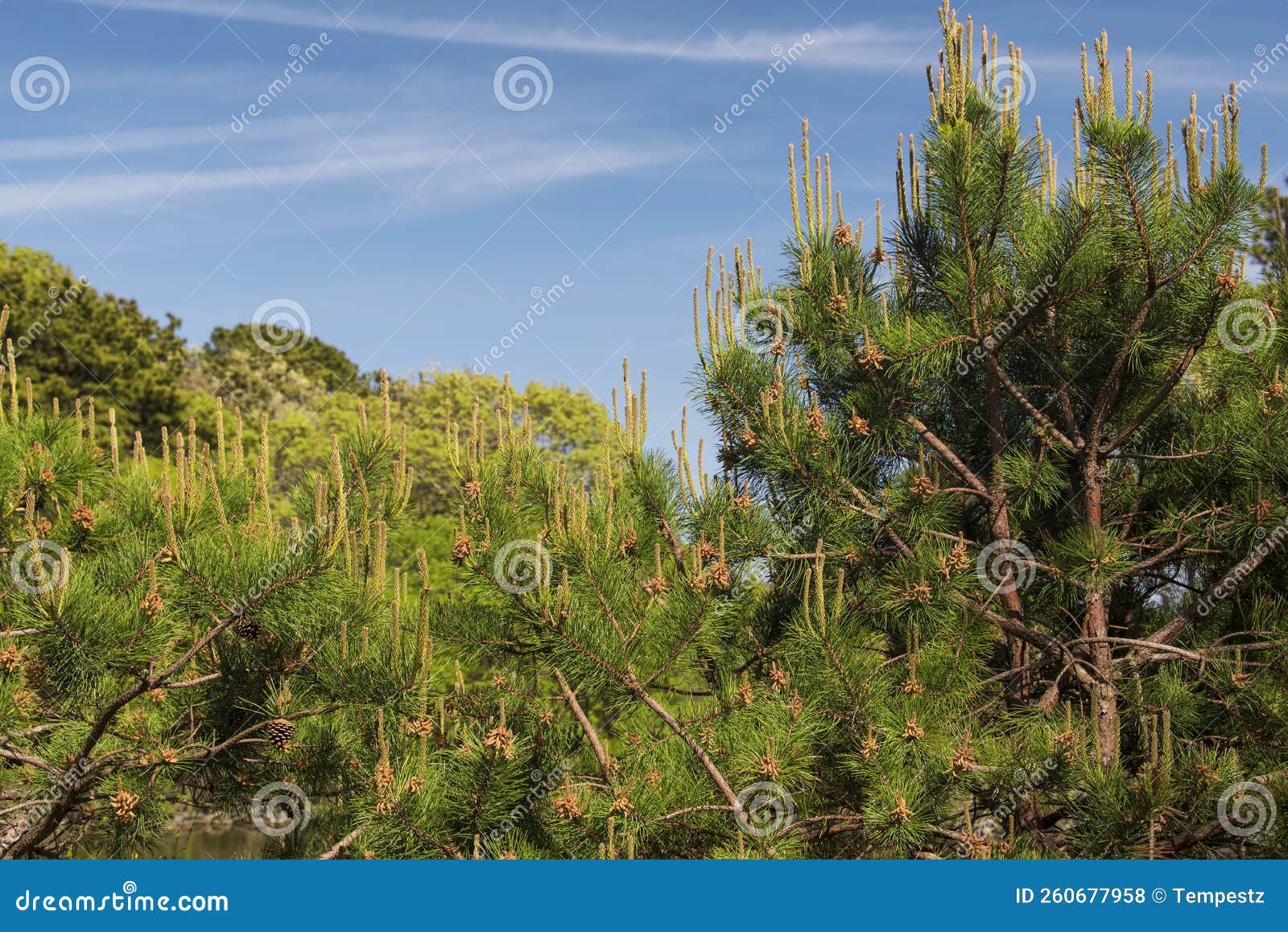New Growth on a Pine Tree New England Stock Photo Image of tree