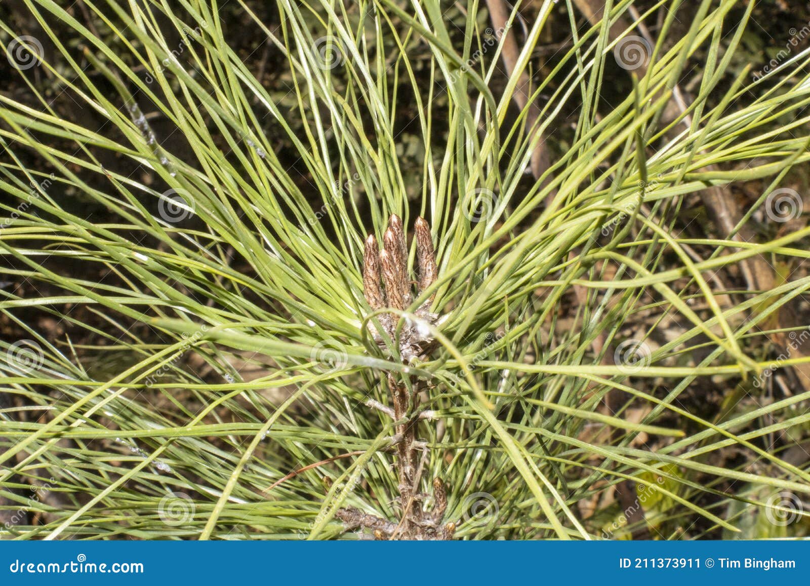 New growth on pine tree stock image. Image of baby, brown 211373911