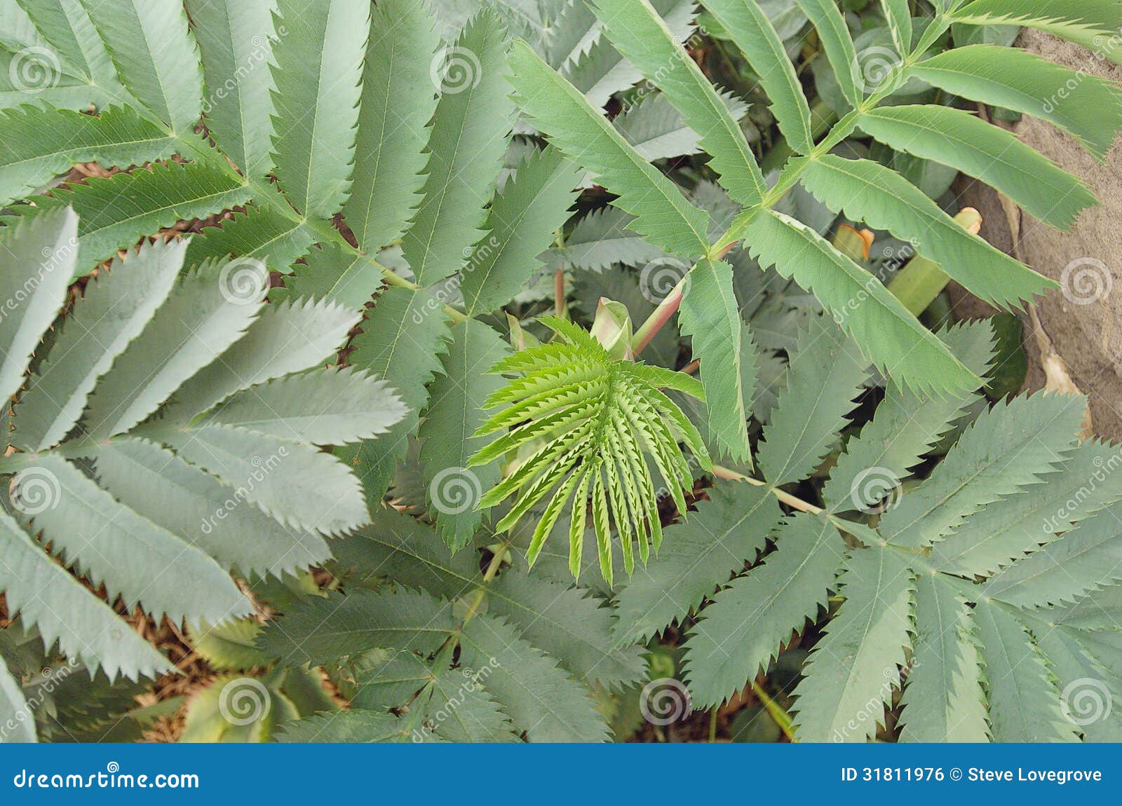New Growth stock photo. Image of leaf, leaves, fern, flora 31811976