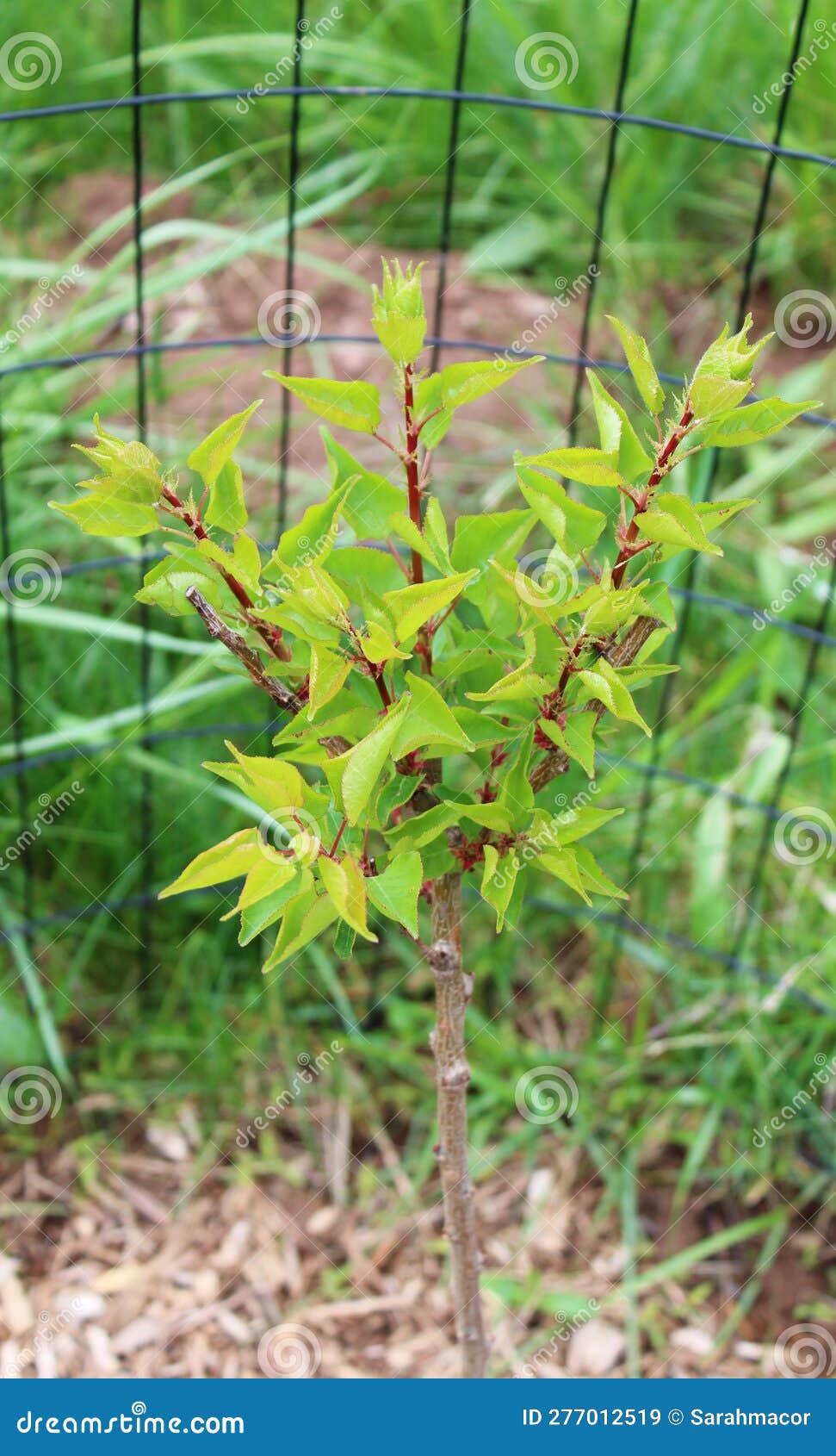 New Growth on a Young Blenheim Apricot Tree Stock Image Image of