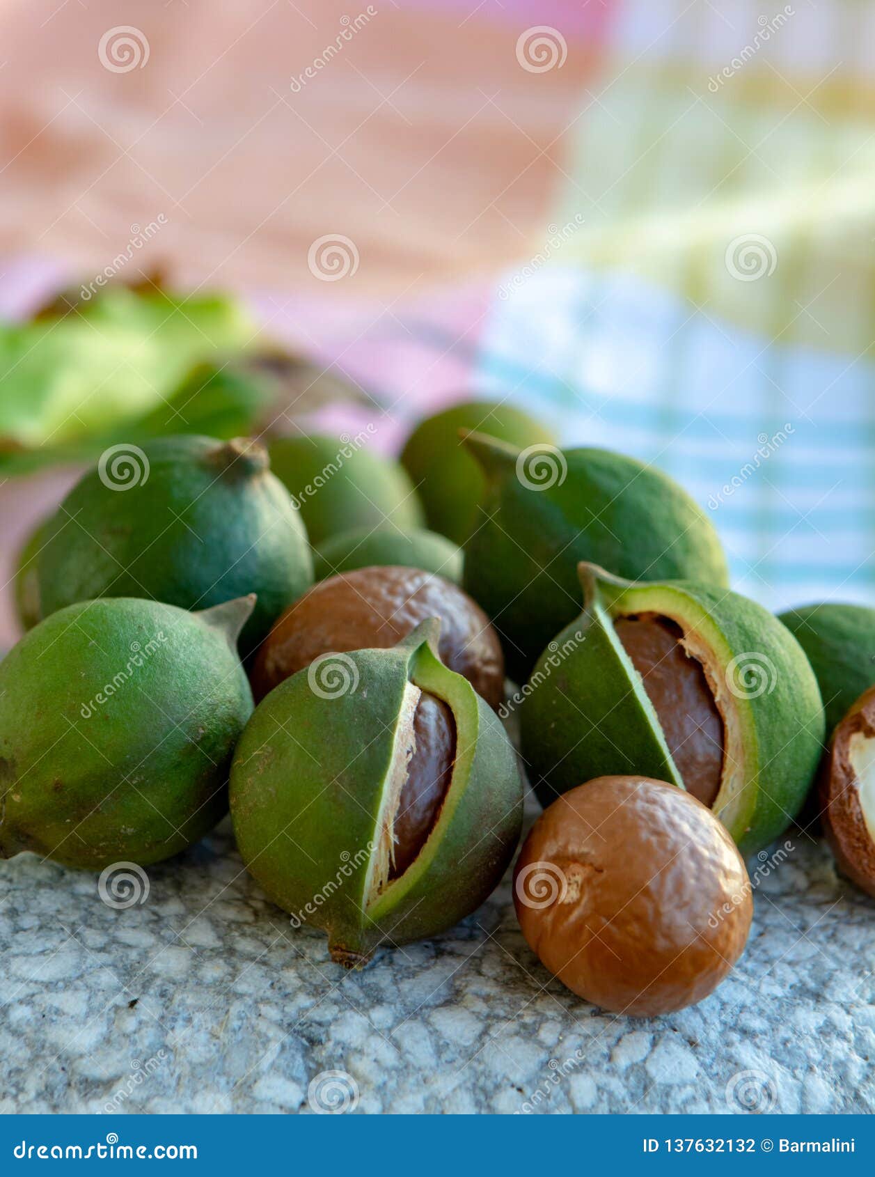 New Harvest of Ripe Fresh Australian Macadamia Nuts in Shell with 