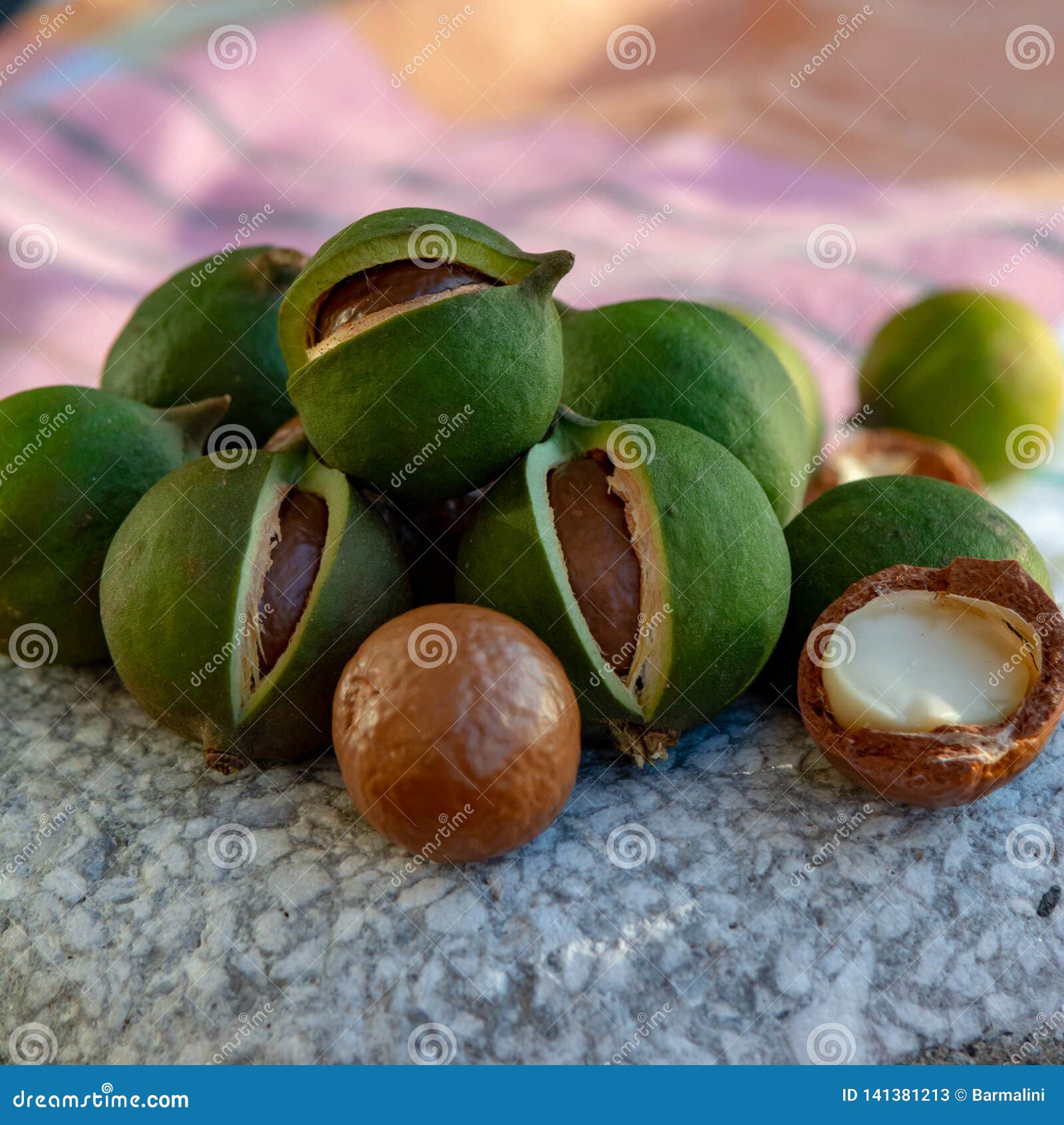 New Harvest of Ripe Fresh Australian Macadamia Nuts in Shell with 