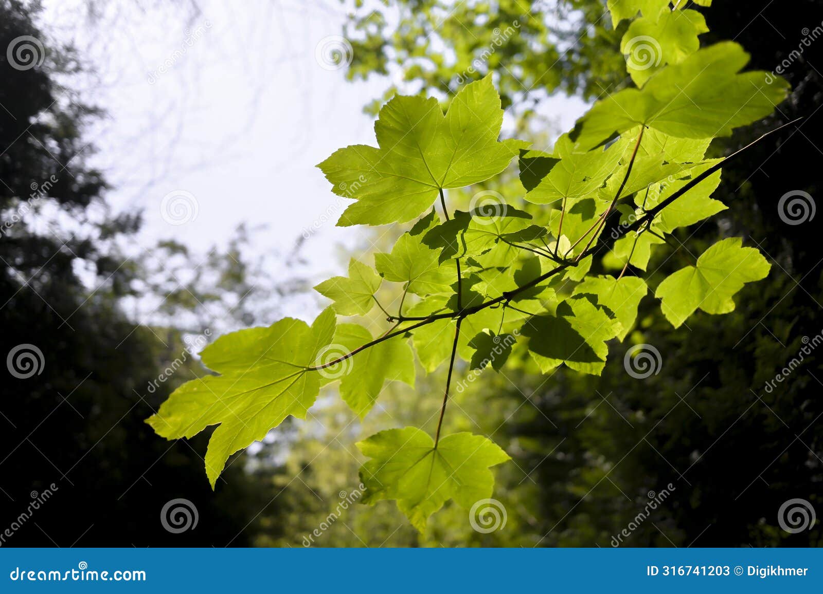 new hazel tree leaves are widely opened