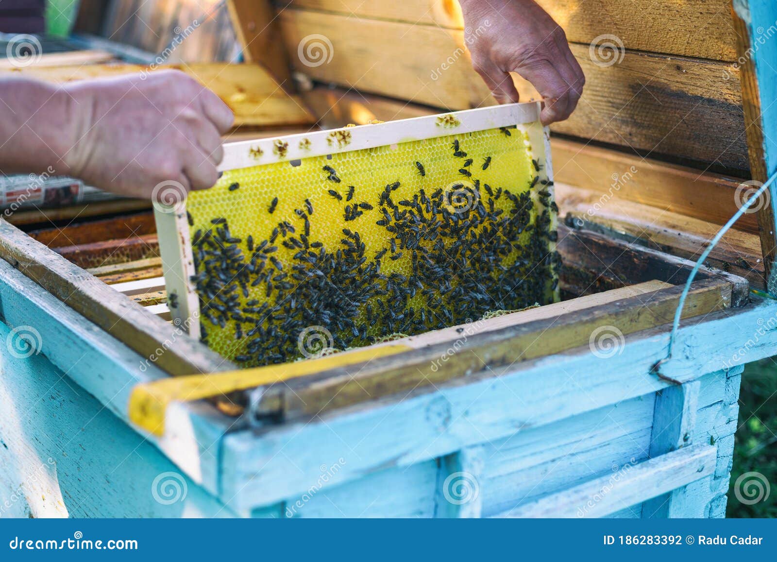 New Frame Insert into the Hive Stock Photo Image of hive