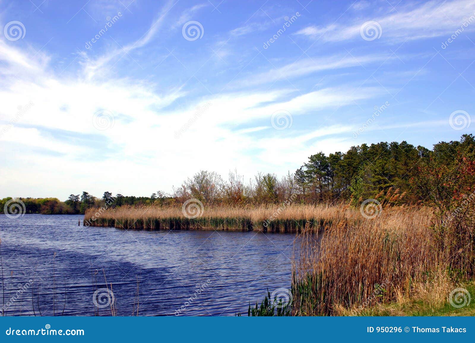 new jersey marsh