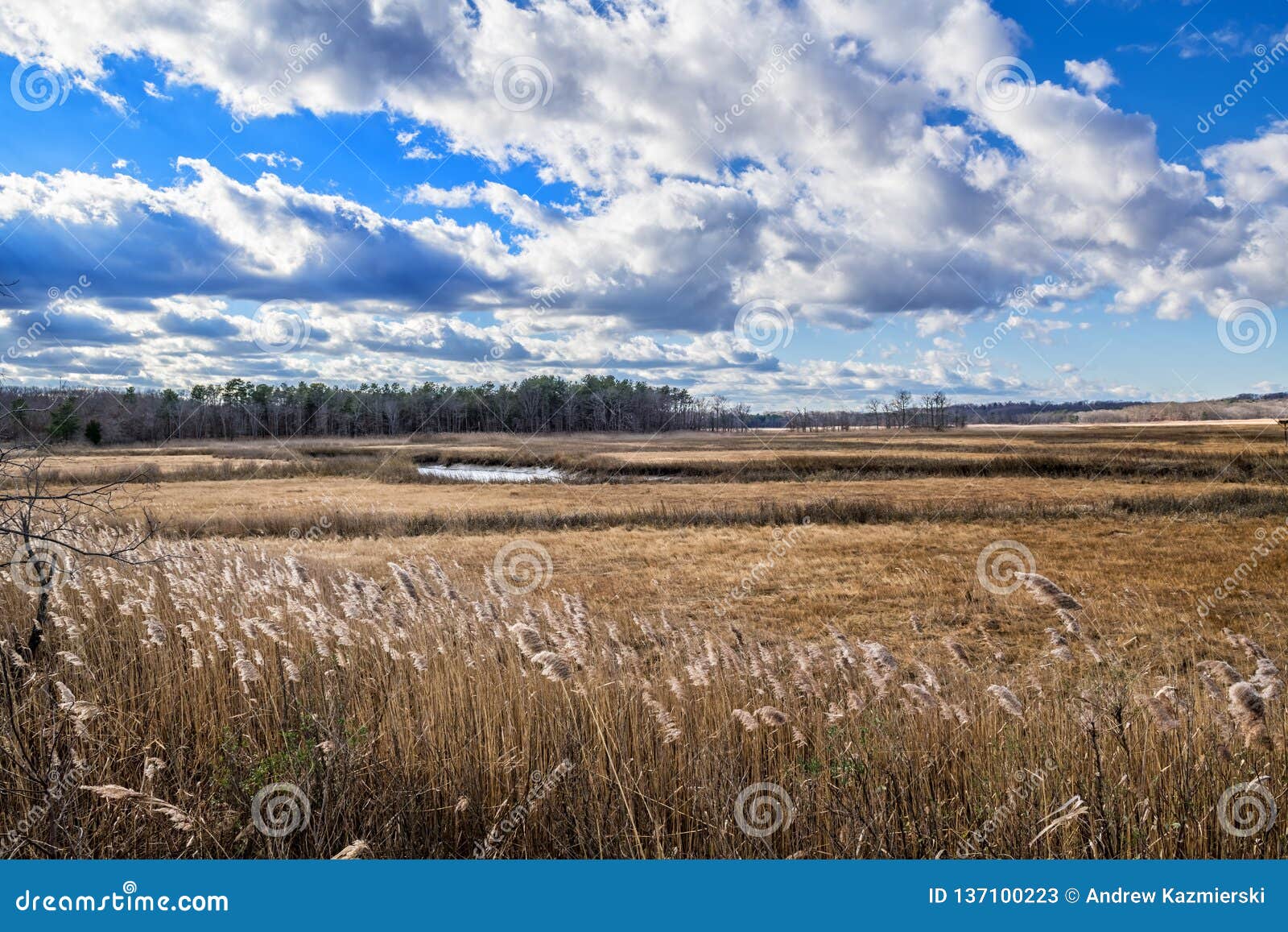 New Jersey Salt Marsh stock image. Image of cheesquake 137100223