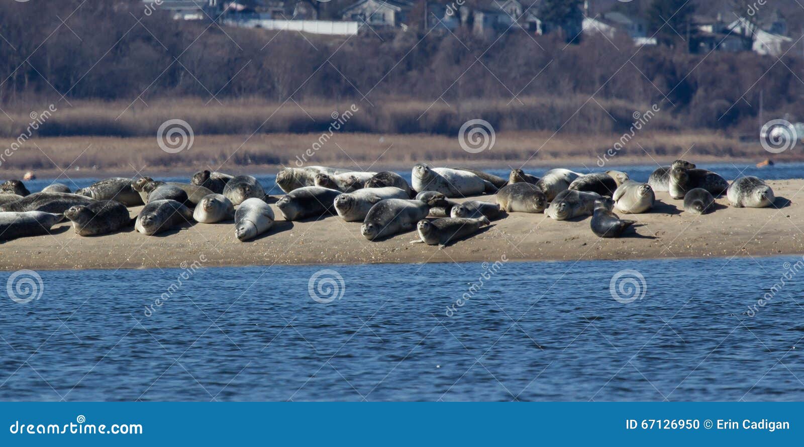 New Jersey Seals stock photo. Image of winter, river 67126950