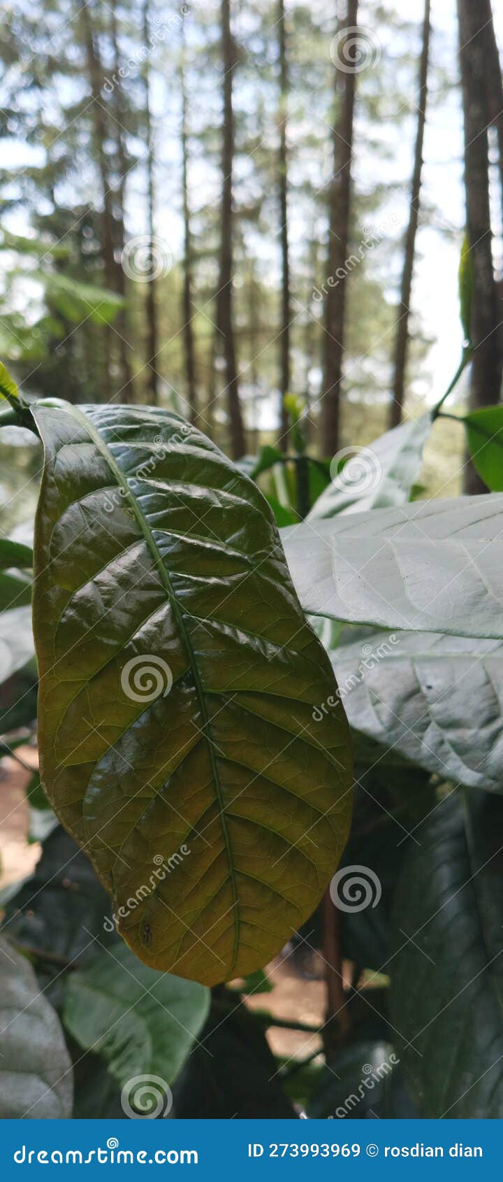 The Cacao Leaf in the Forest Stock Image Image of coklat, yang 273993969