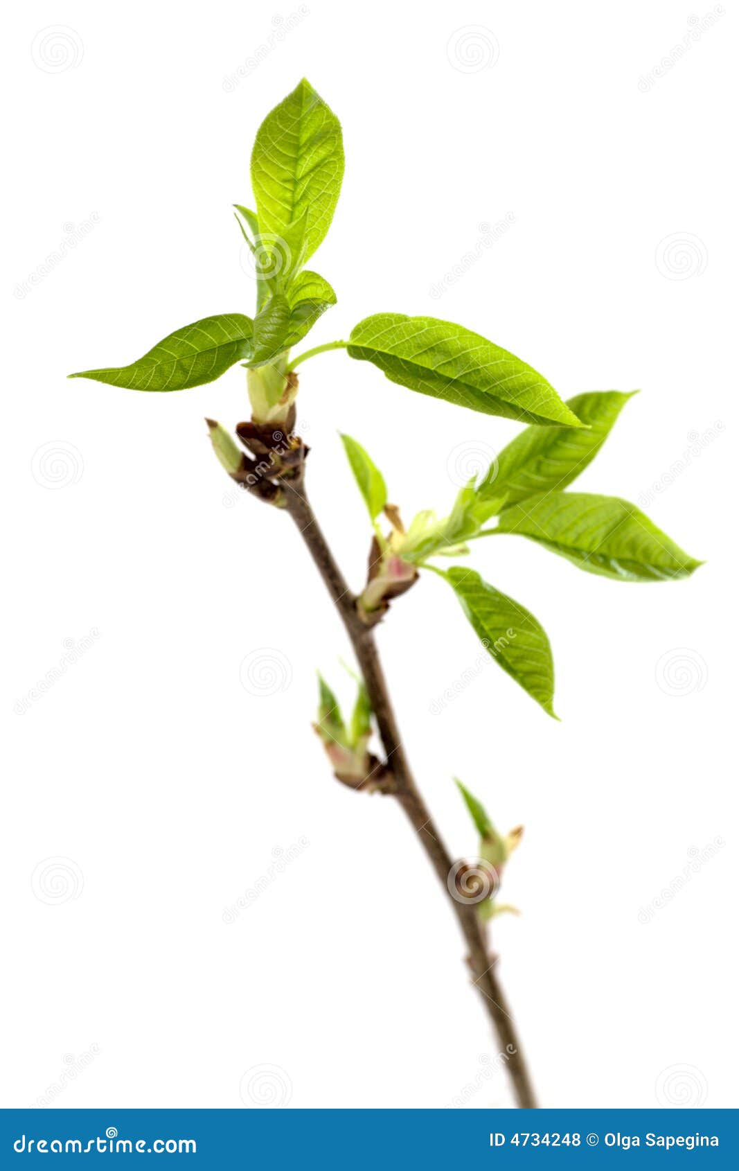 New leaves stock photo. Image of hope, background, gardening - 4734248