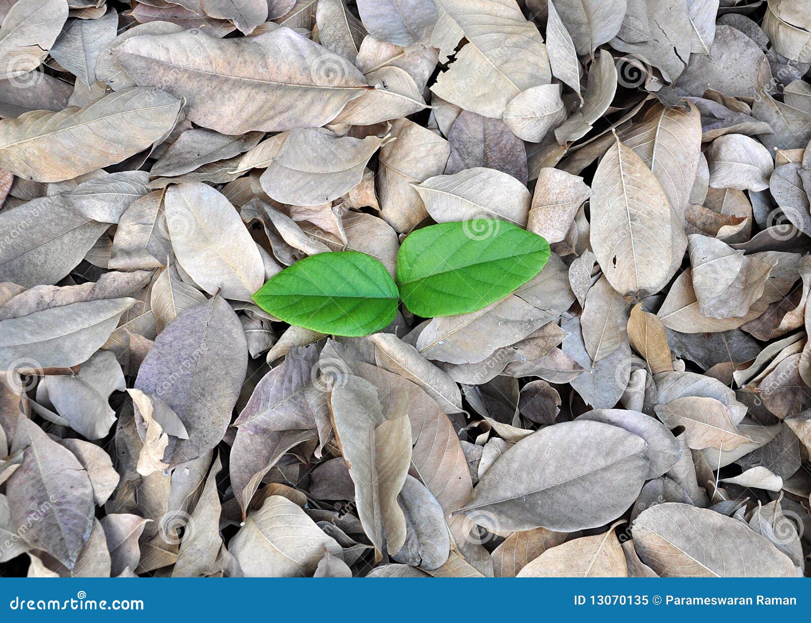 Cool detail of leaves for the concept of new life