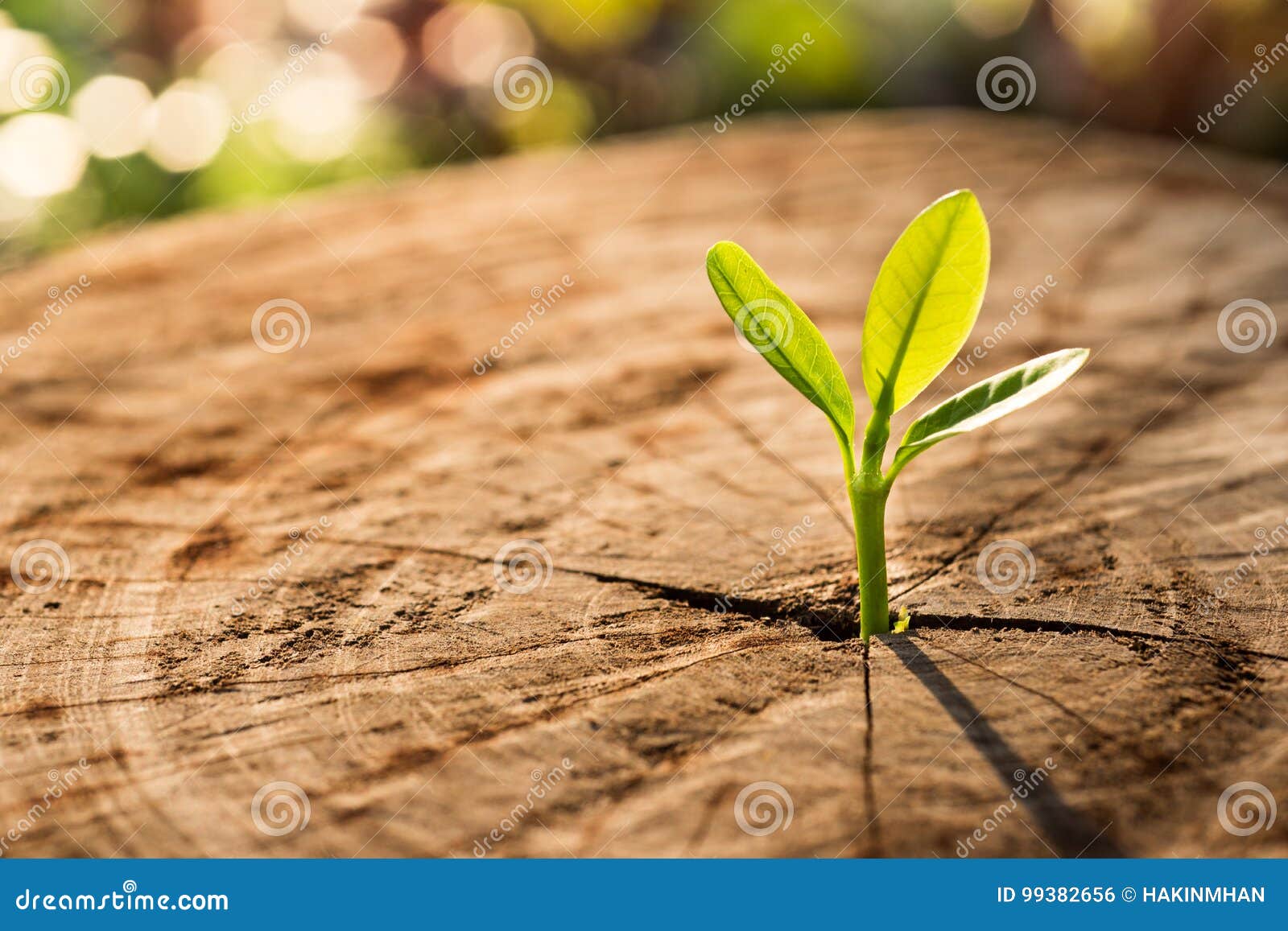 new life concept with seedling growing sprout tree.