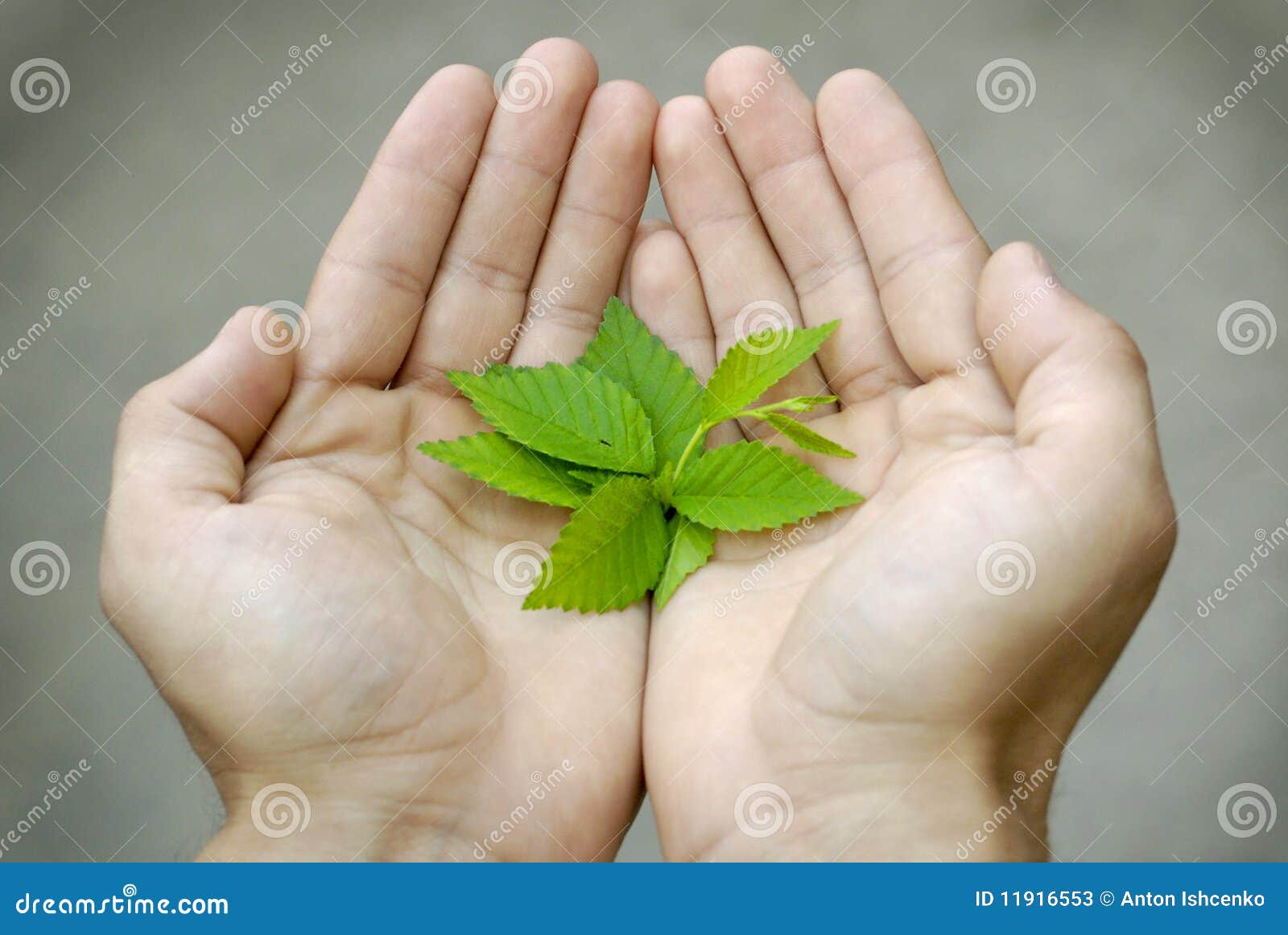 New Life In Our Hands Stock Image Image Of Sprout Leaf