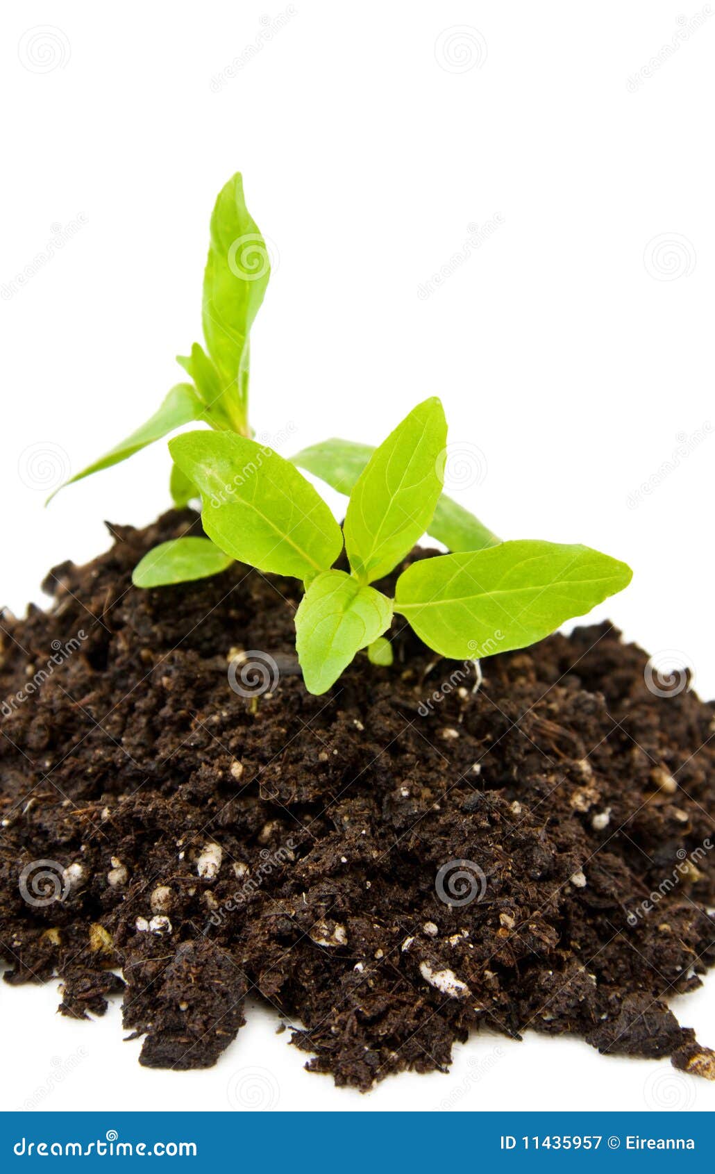 New life with tender plant stock image. Image of gardening