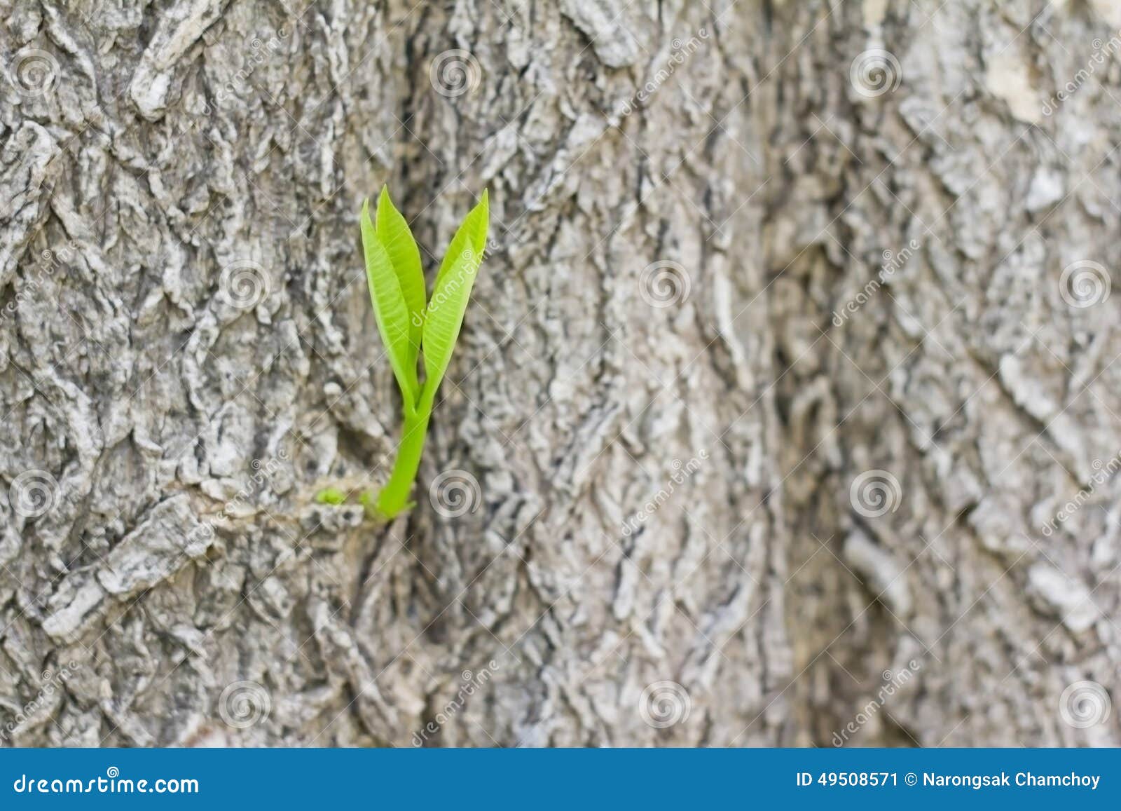 New Life Of Tree Stock Image. Image Of Growth, Tree, Blurred - 49508571