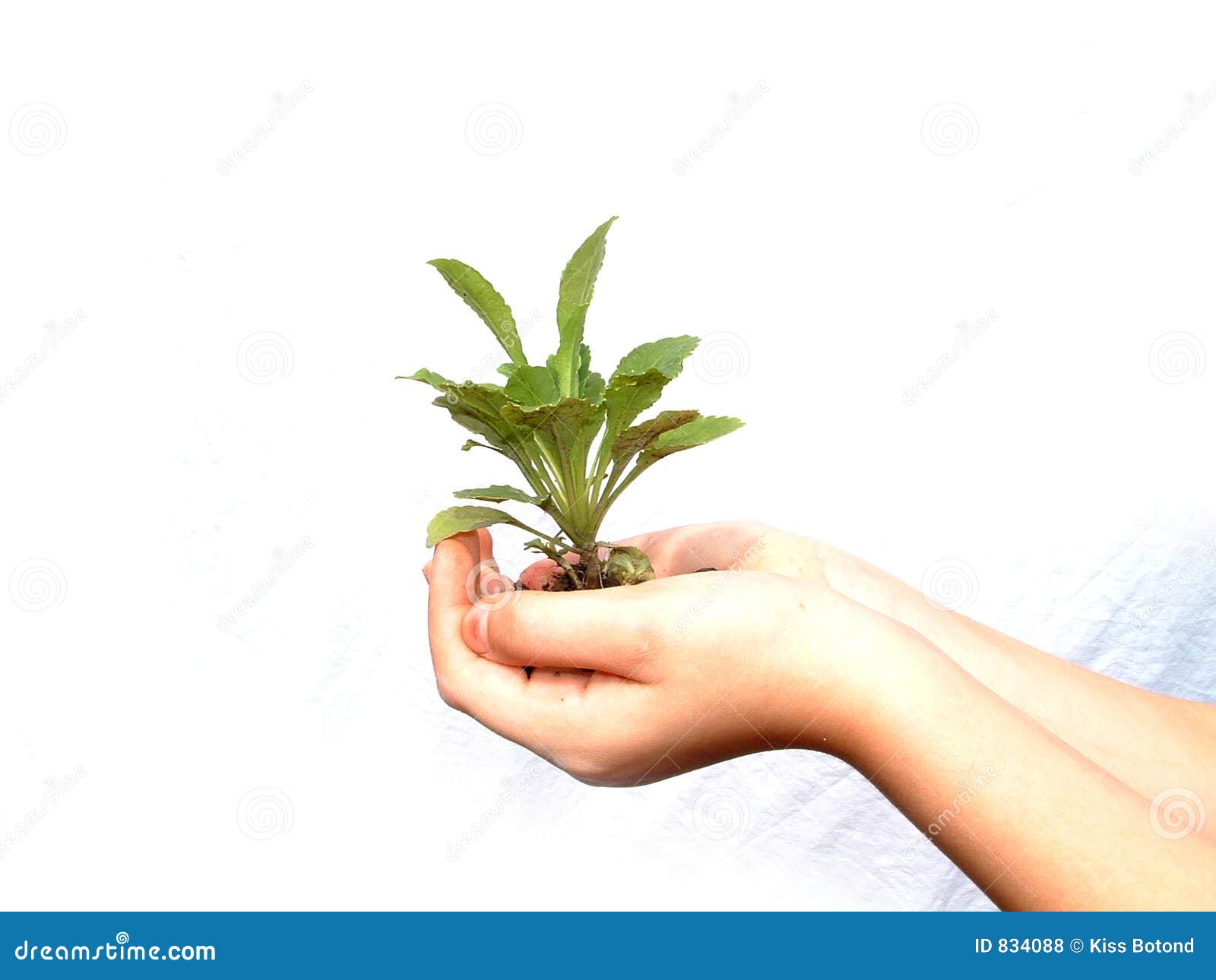 New Life Was Borned Stock Photo Image Of Green Leaf Planting 40 New Life Was Borned Stock Photo Image Of Green Leaf Planting 40