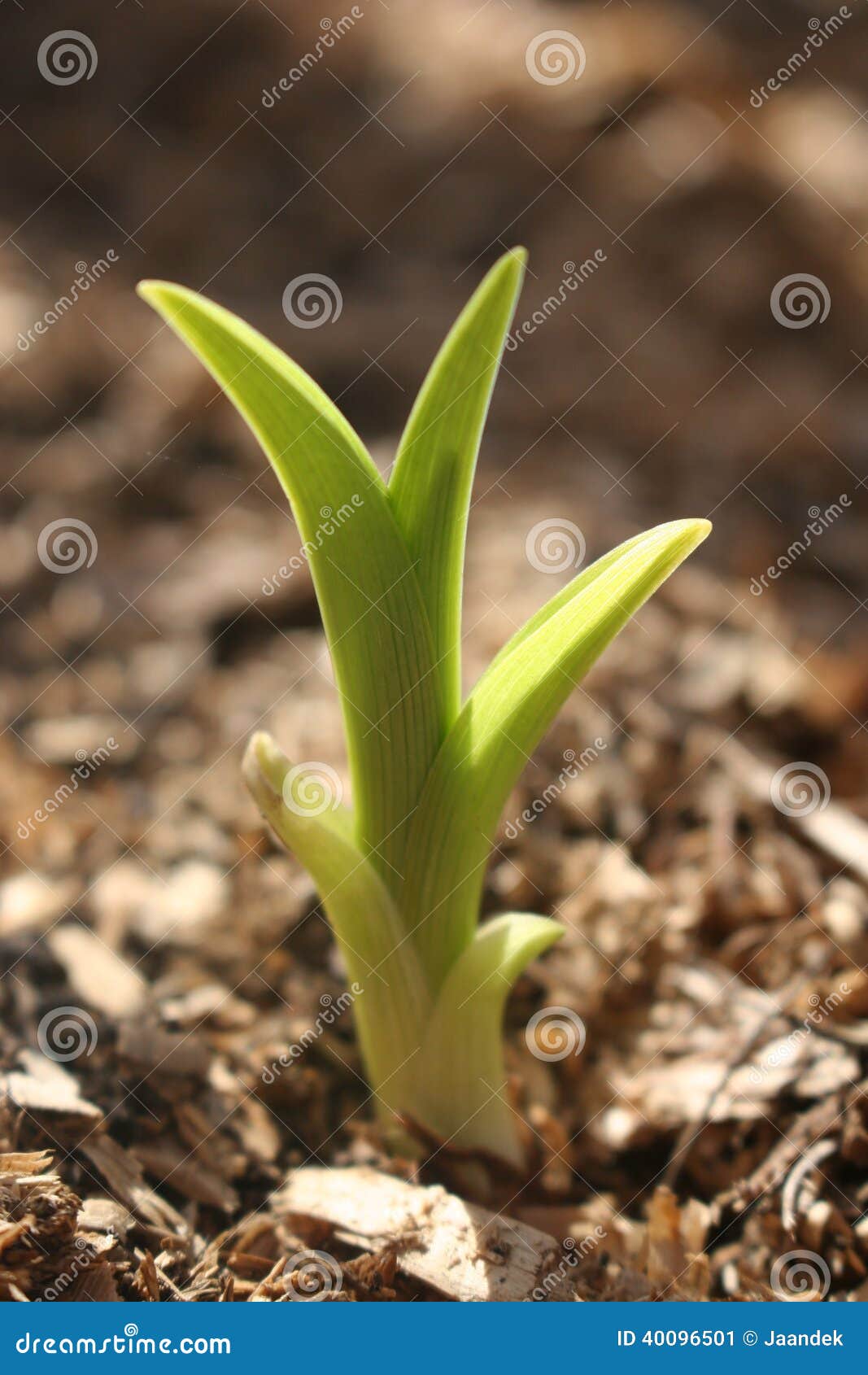 New Lily Plant Sprout stock image. Image of spring, dirt 40096501