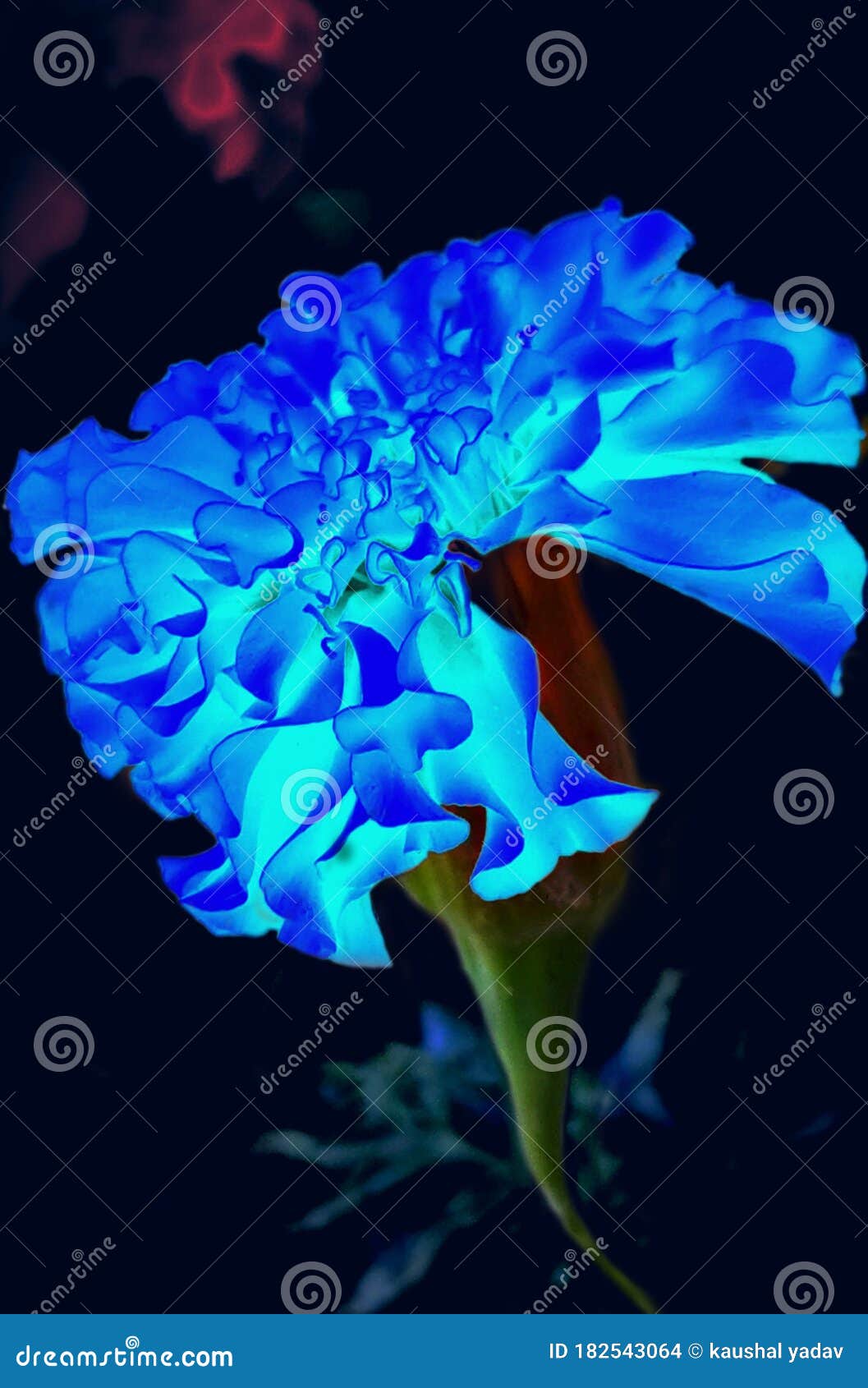 New Marigold Flower in Village Stock Photo Image of marigold, sirha