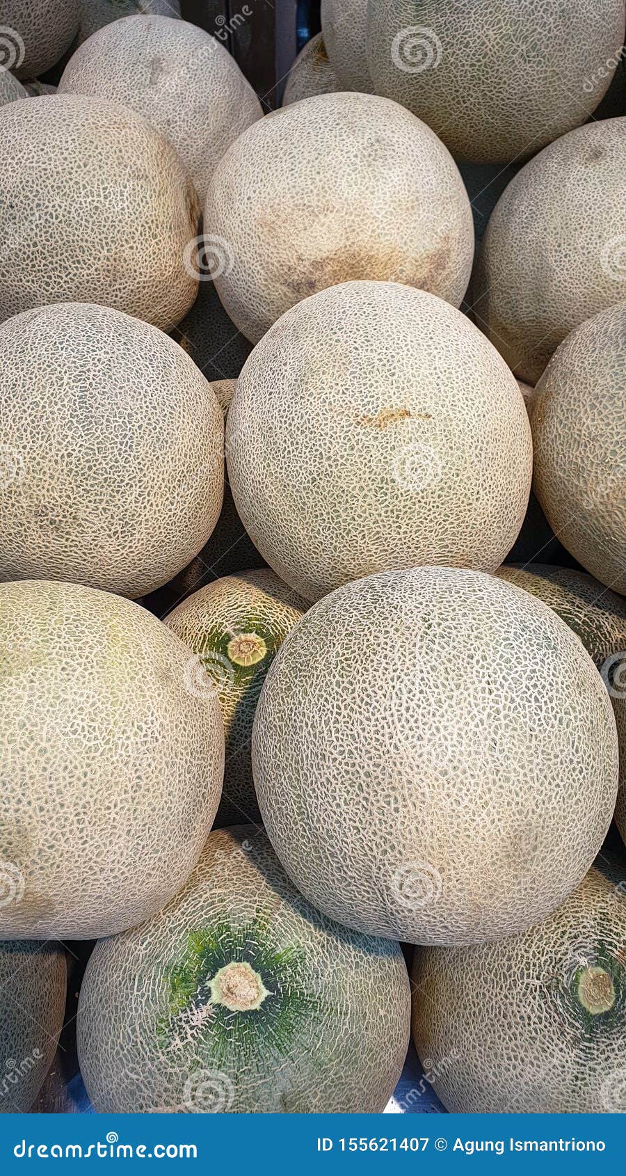 The New Melon Fruit in the Harvest is Ready for Sale Stock Image Image of juicy, background