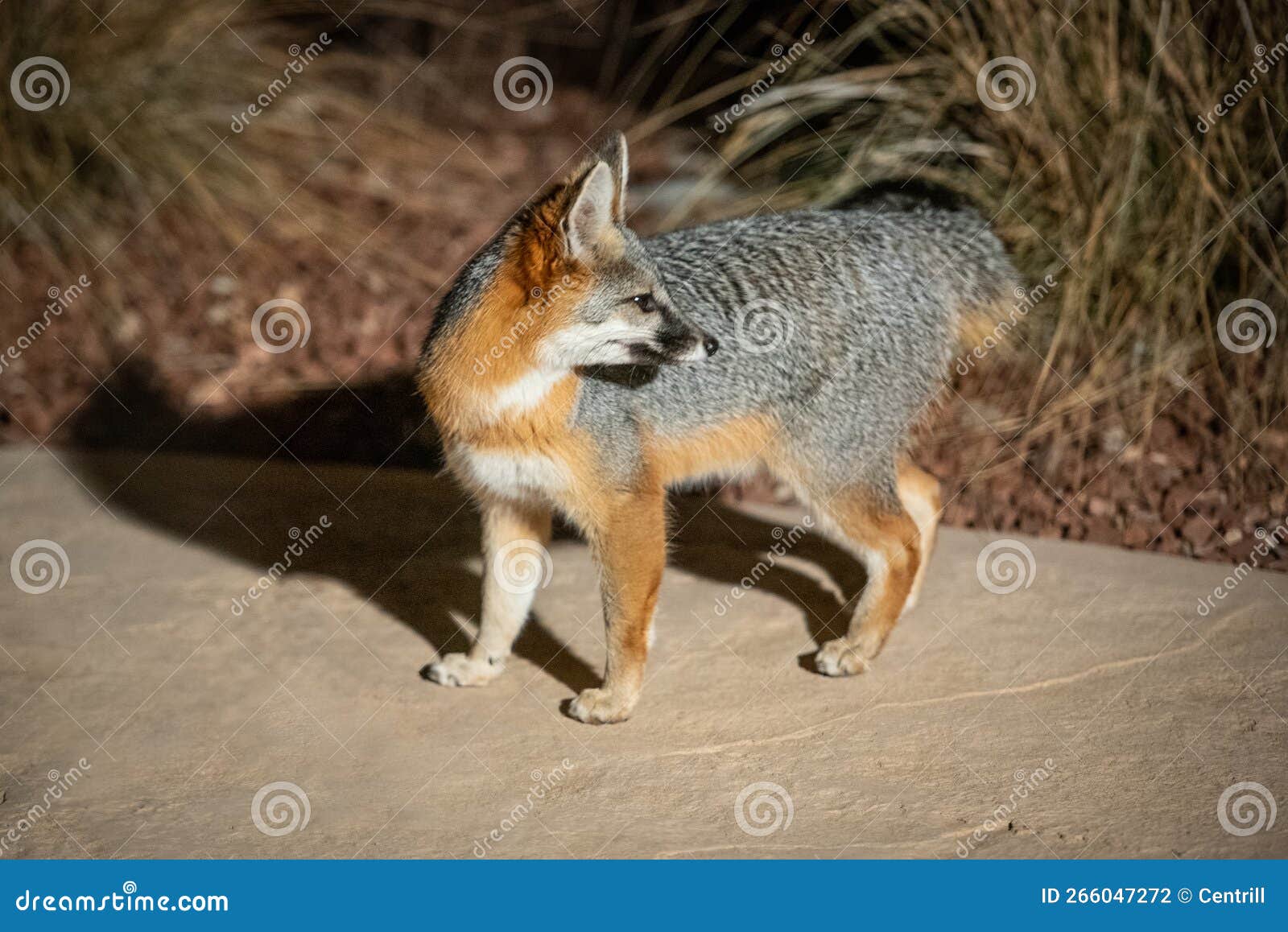New Mexico Gray Fox stock photo. Image of mammal, night - 266047272