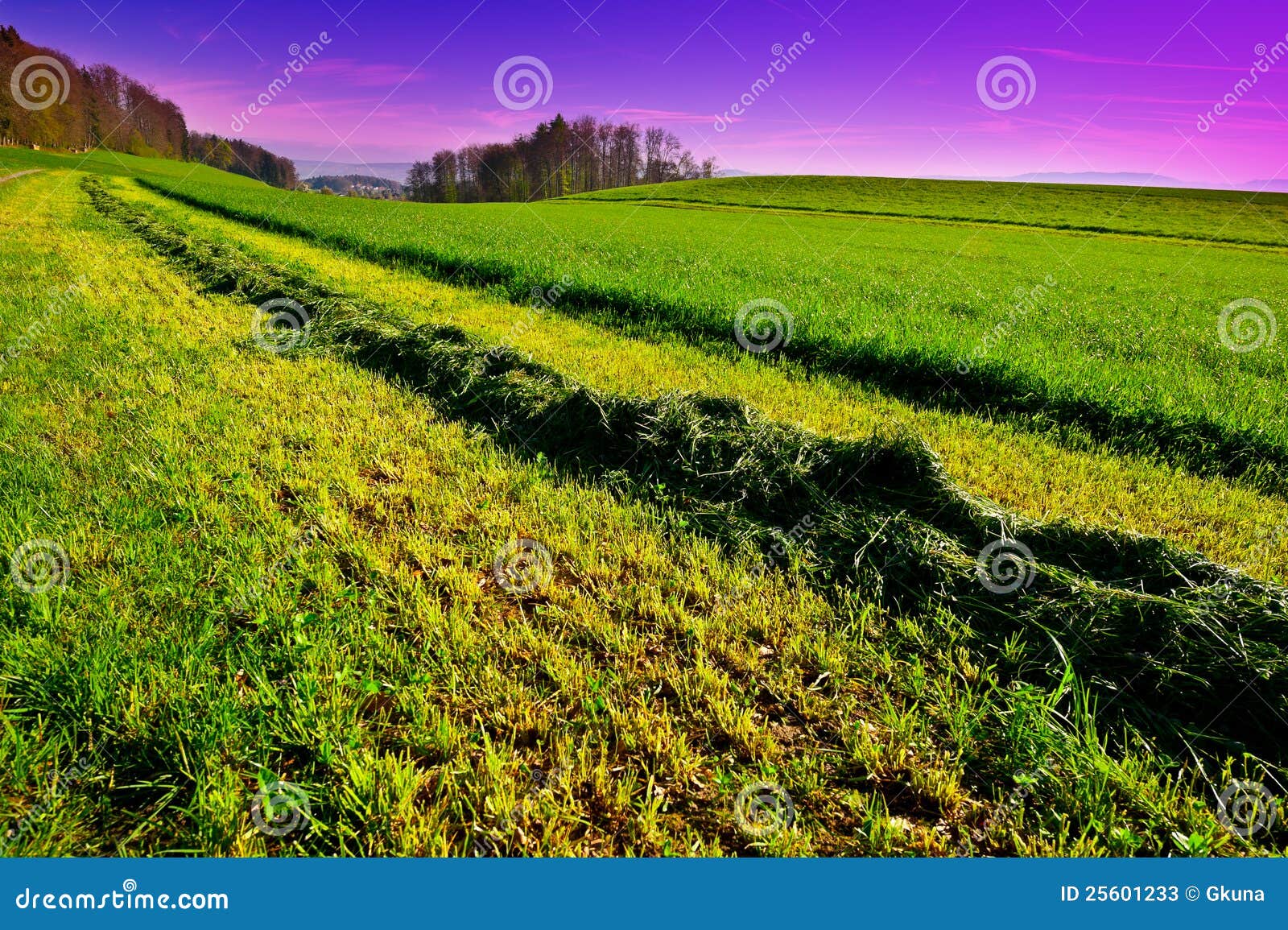 New-mown Hay stock image. Image of harvest, forest, farmland - 25601233